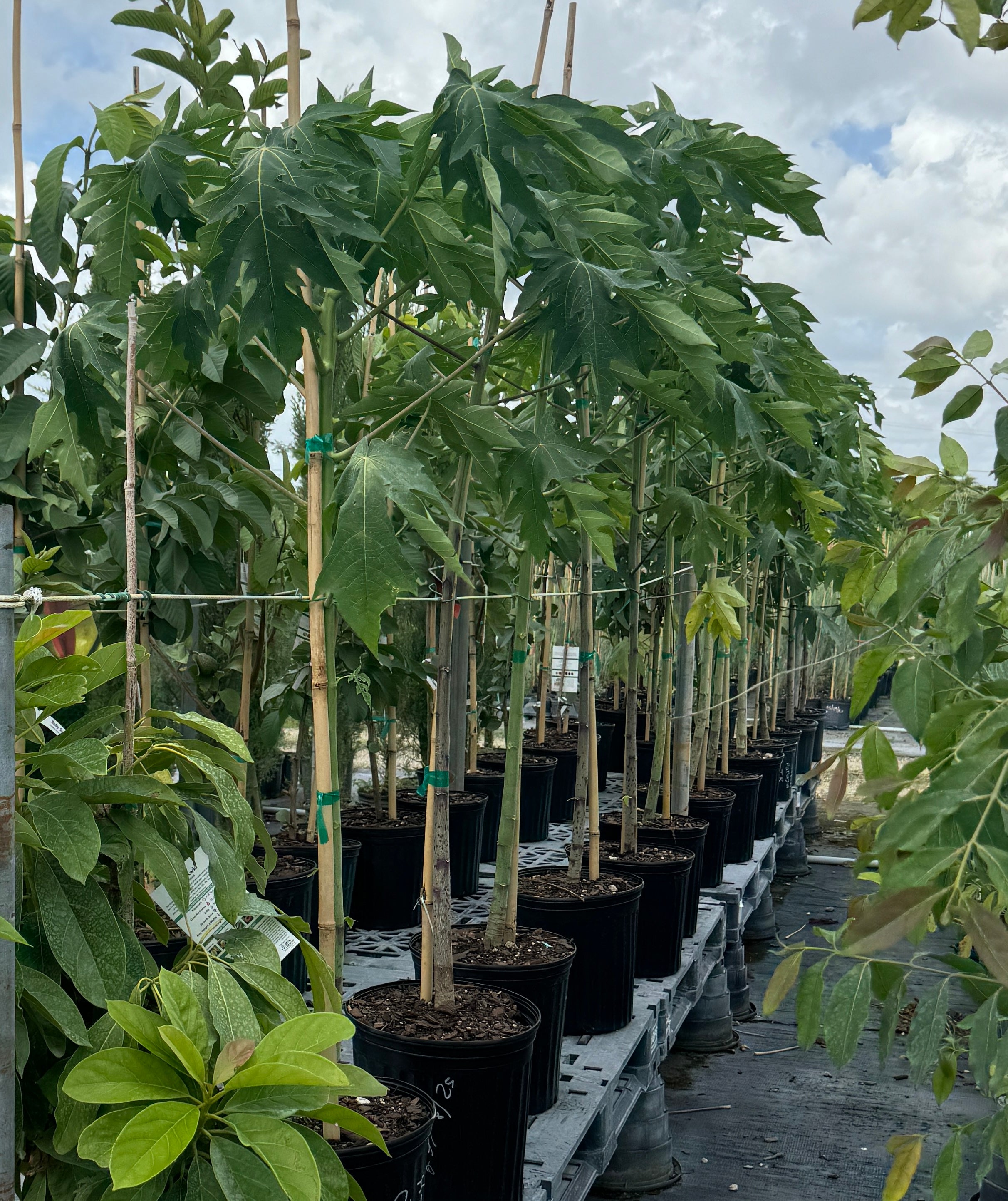 Papaya Red Lady Carica Pawpaw Fruit Tree