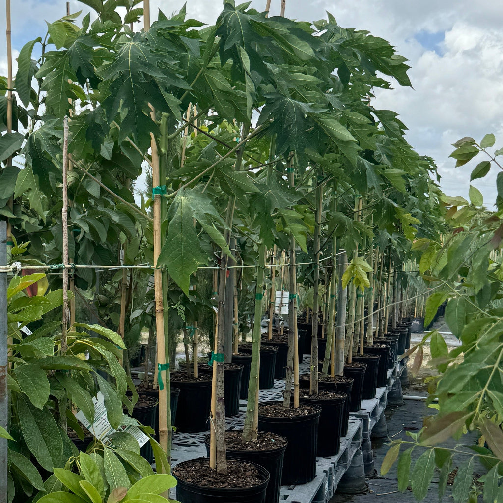 Young Papaya Dwarf TR Hovey, Carica Pawpaw Fruit Tree lined up in black grower pots