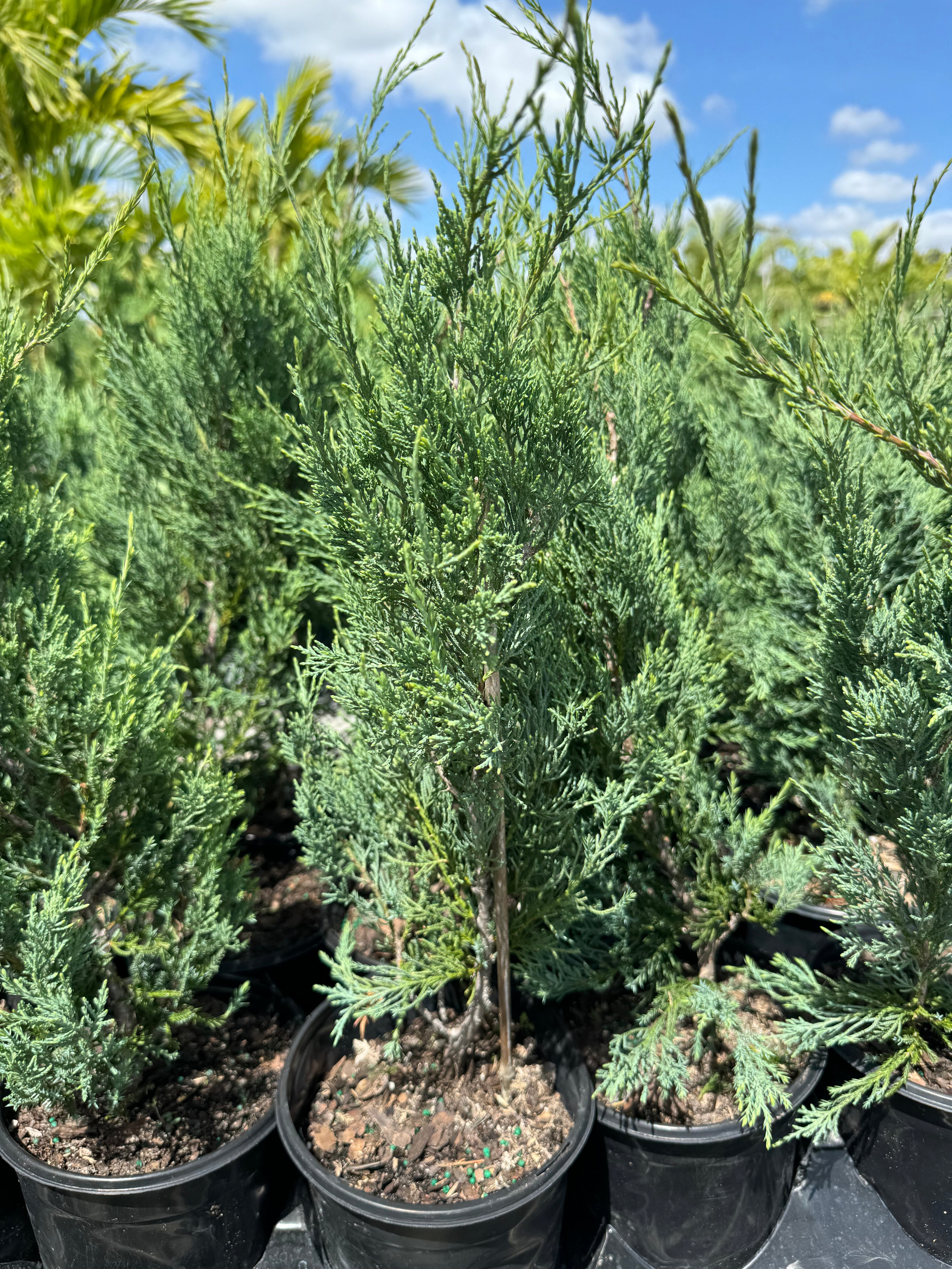 Burkii Juniper, Eastern Red Cedar