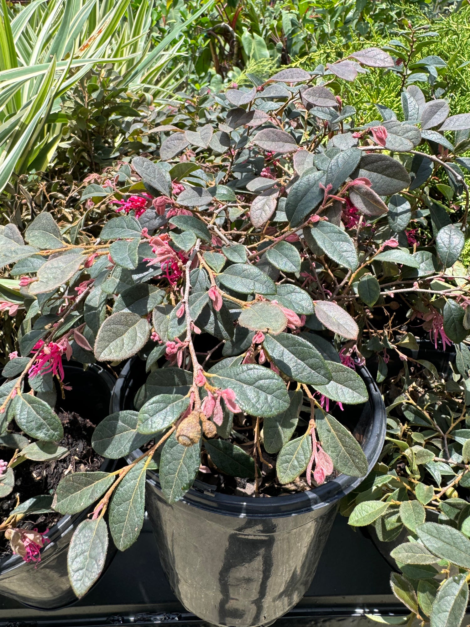 close view of Loropetalum Carolina Midnight Chinense