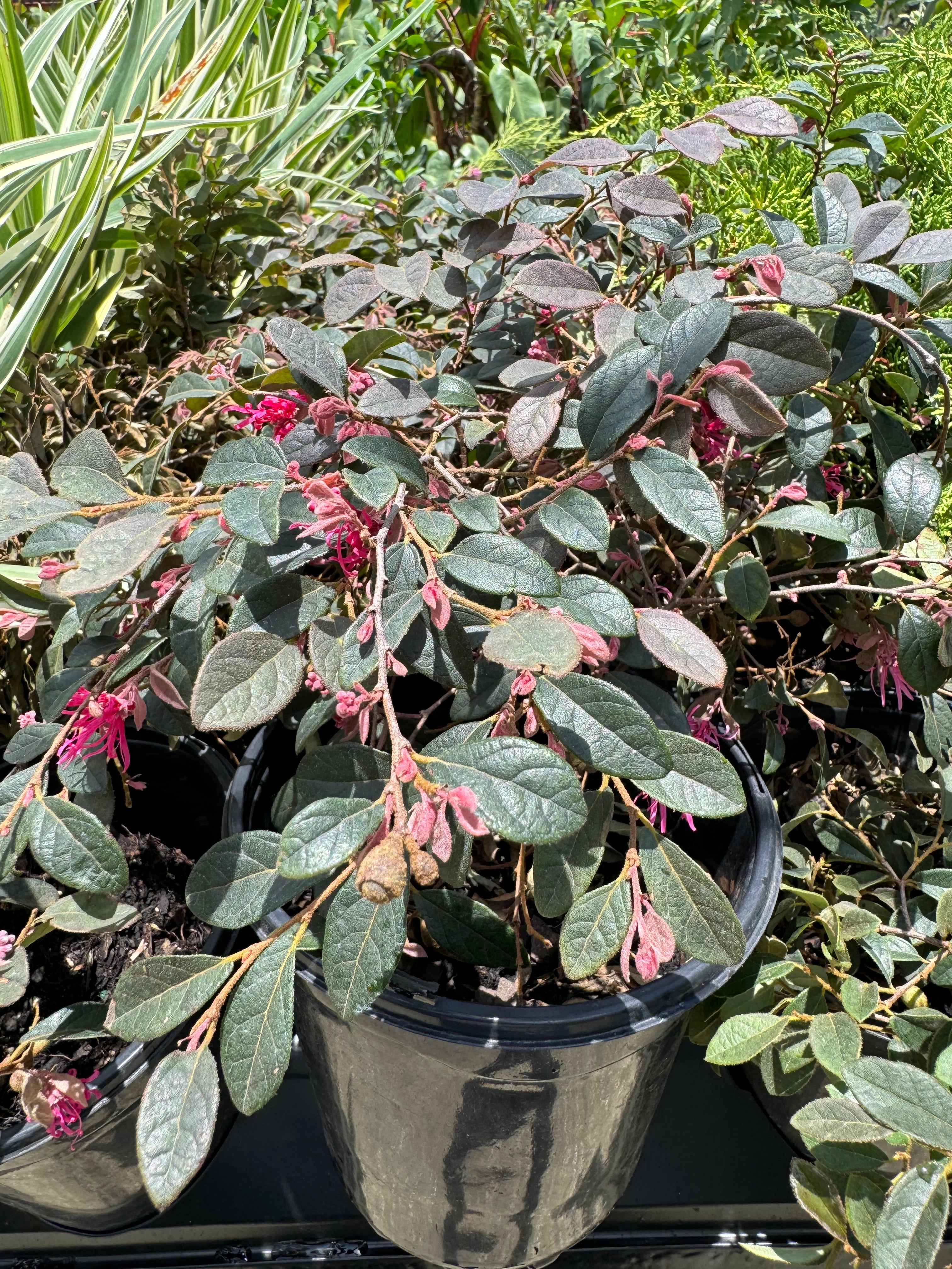 close view of Loropetalum Carolina Midnight Chinense