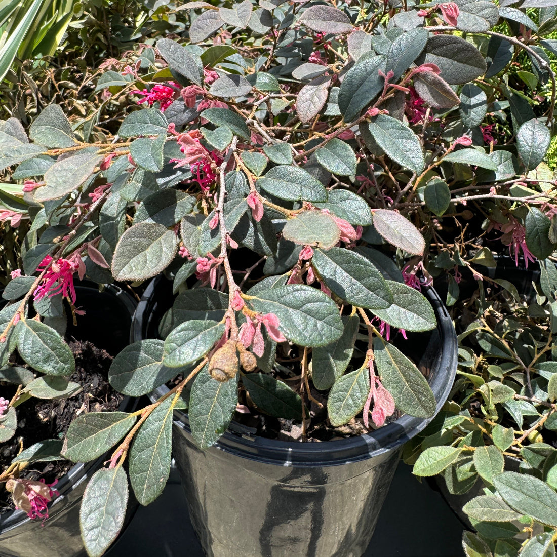 close view of Loropetalum Carolina Midnight Chinense