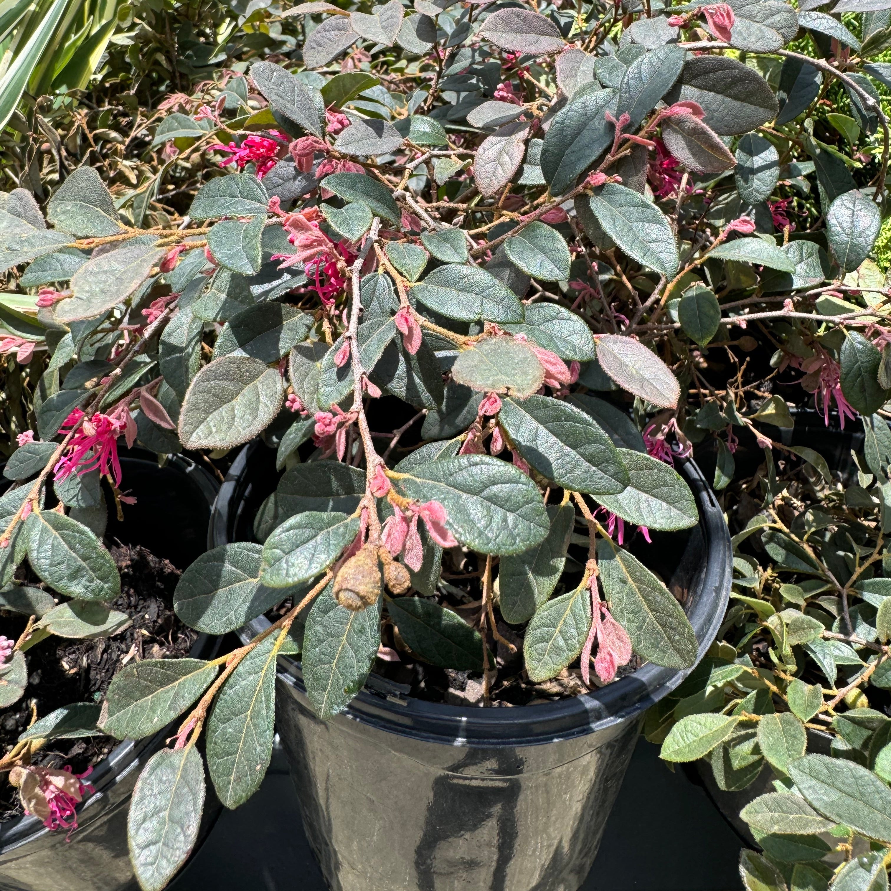 close view of Loropetalum Carolina Midnight Chinense