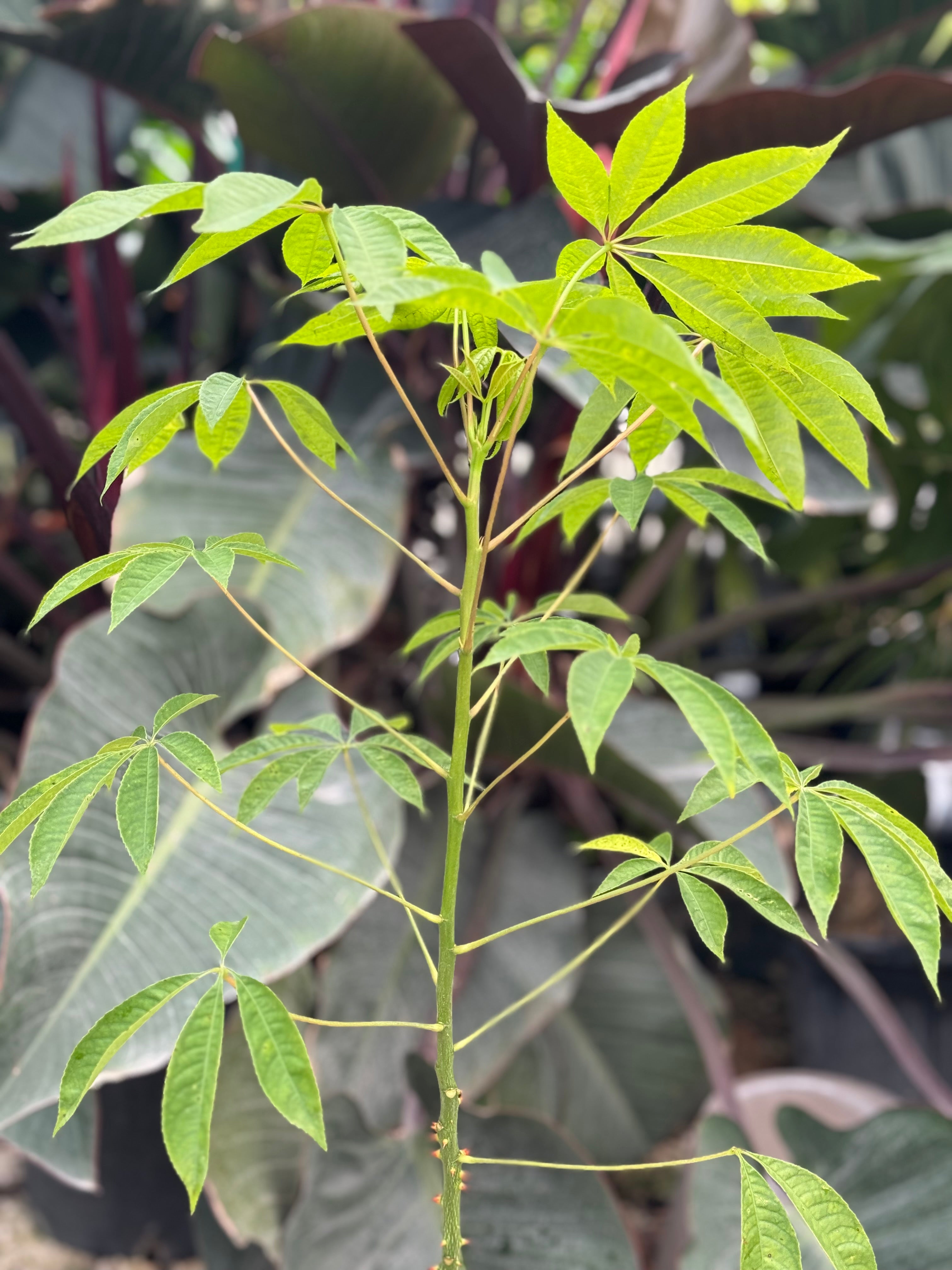 Ceiba Speciosa Floss Silk Pink Flowering Tree