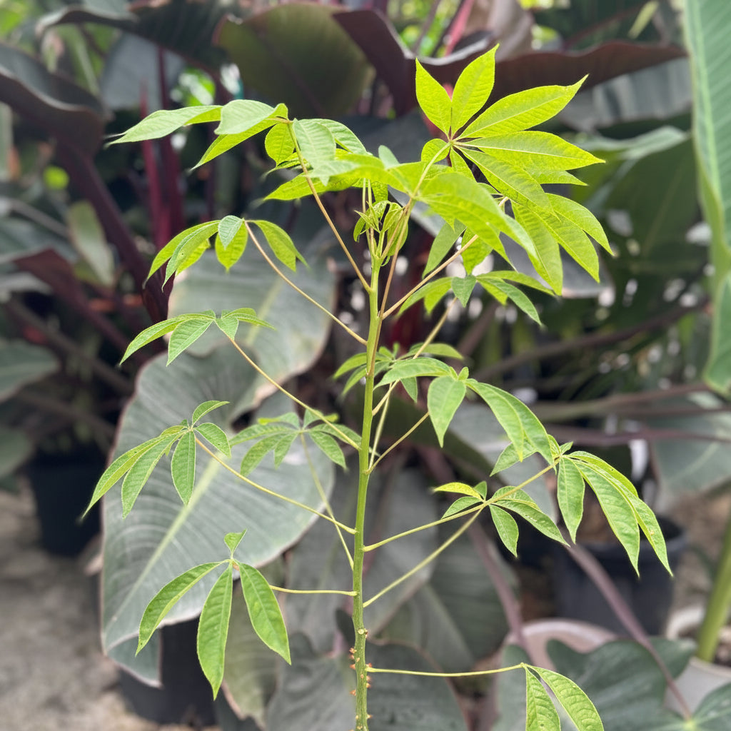 A close-up view of a young Ceiba Speciosa showcasing its vibrant green, palmate leaves and slender stem.