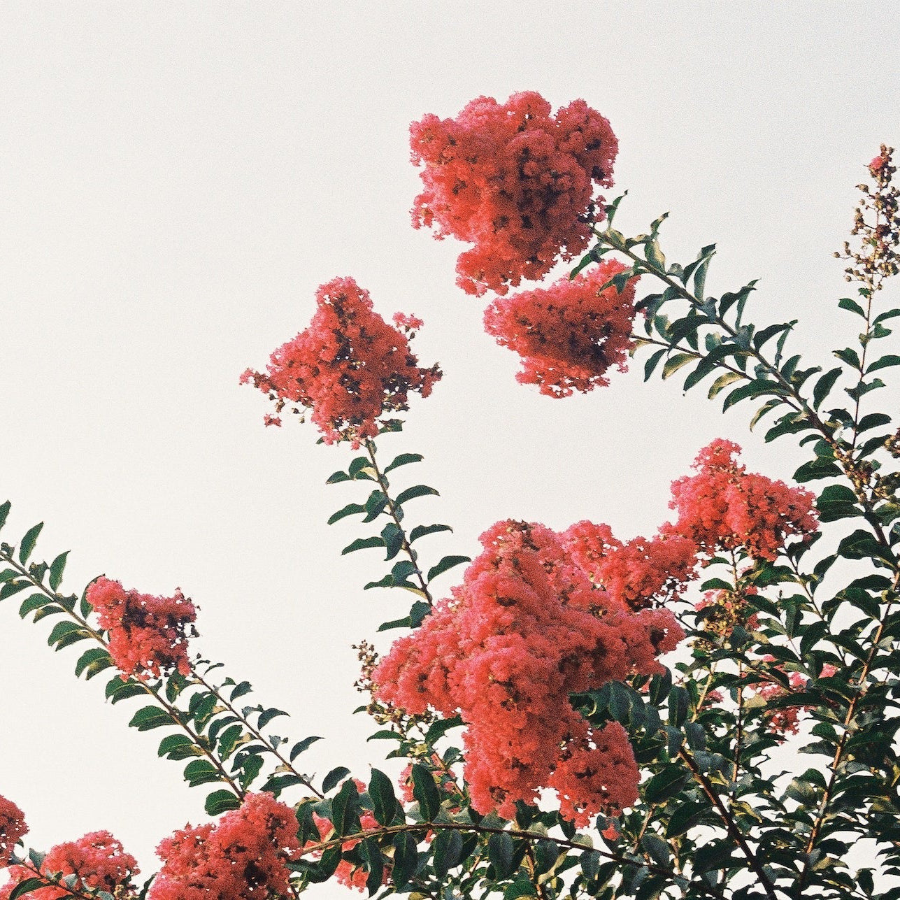 Close-up of a Crape Myrtle Red Rocket Tree, prominently featuring vibrant clusters of gorgeous, deep red blooms and delicate green foliage set against a bright, clear sky, showcasing its stunning summer floral display and striking color.