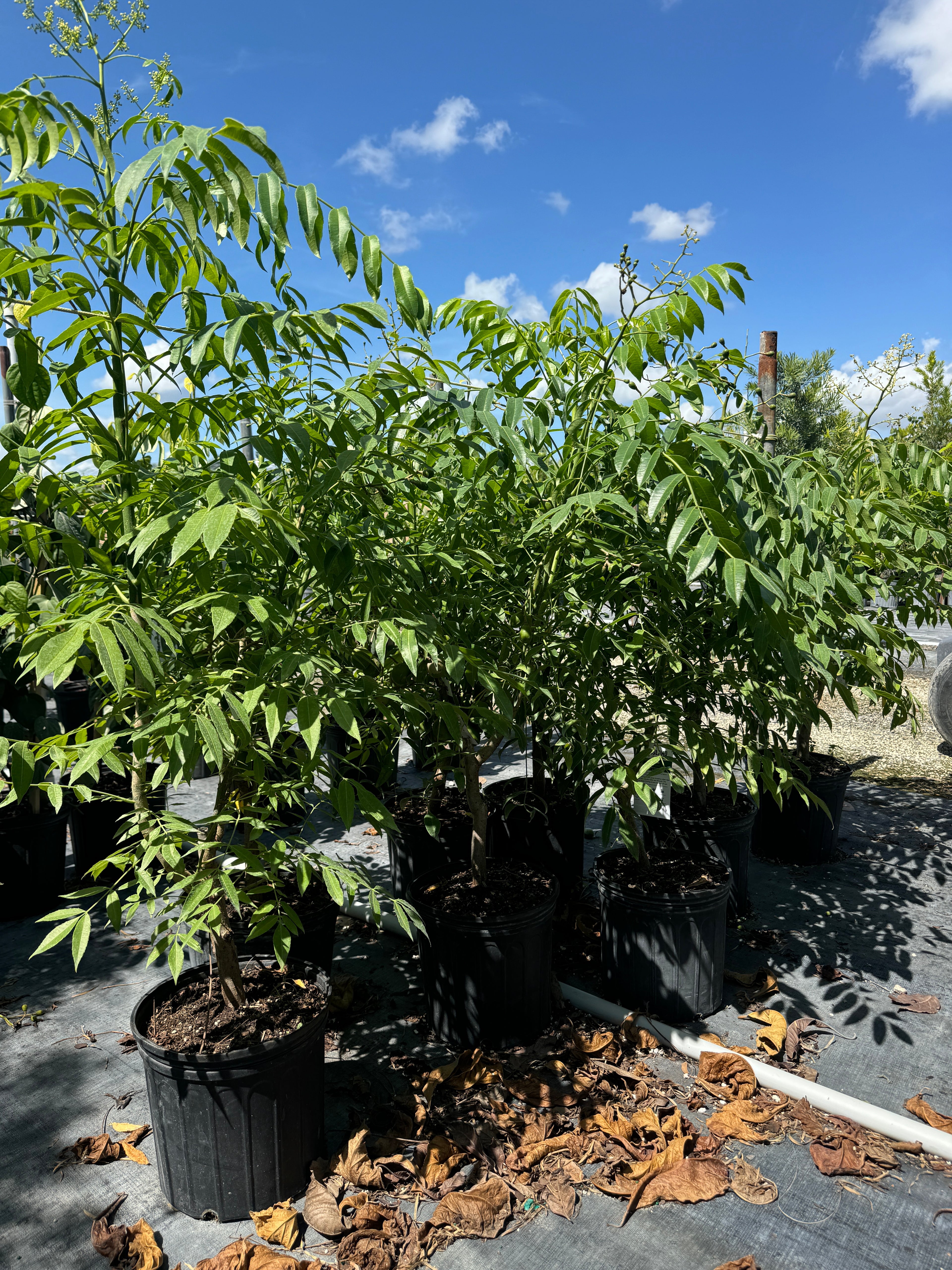 June Plum Fruit Tree, Spondias dulcis