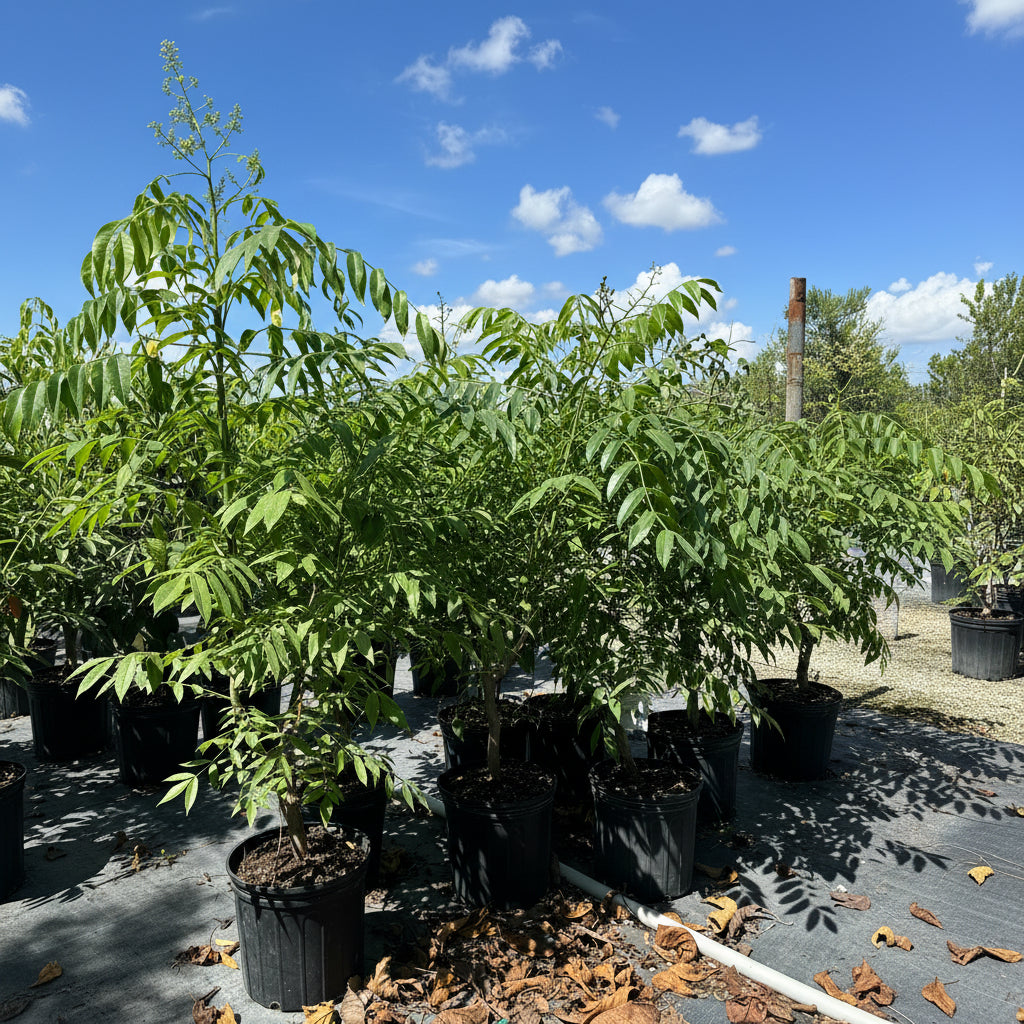 June Plum Fruit Tree, Spondias dulcis
in a 7gal pot in full sunlight