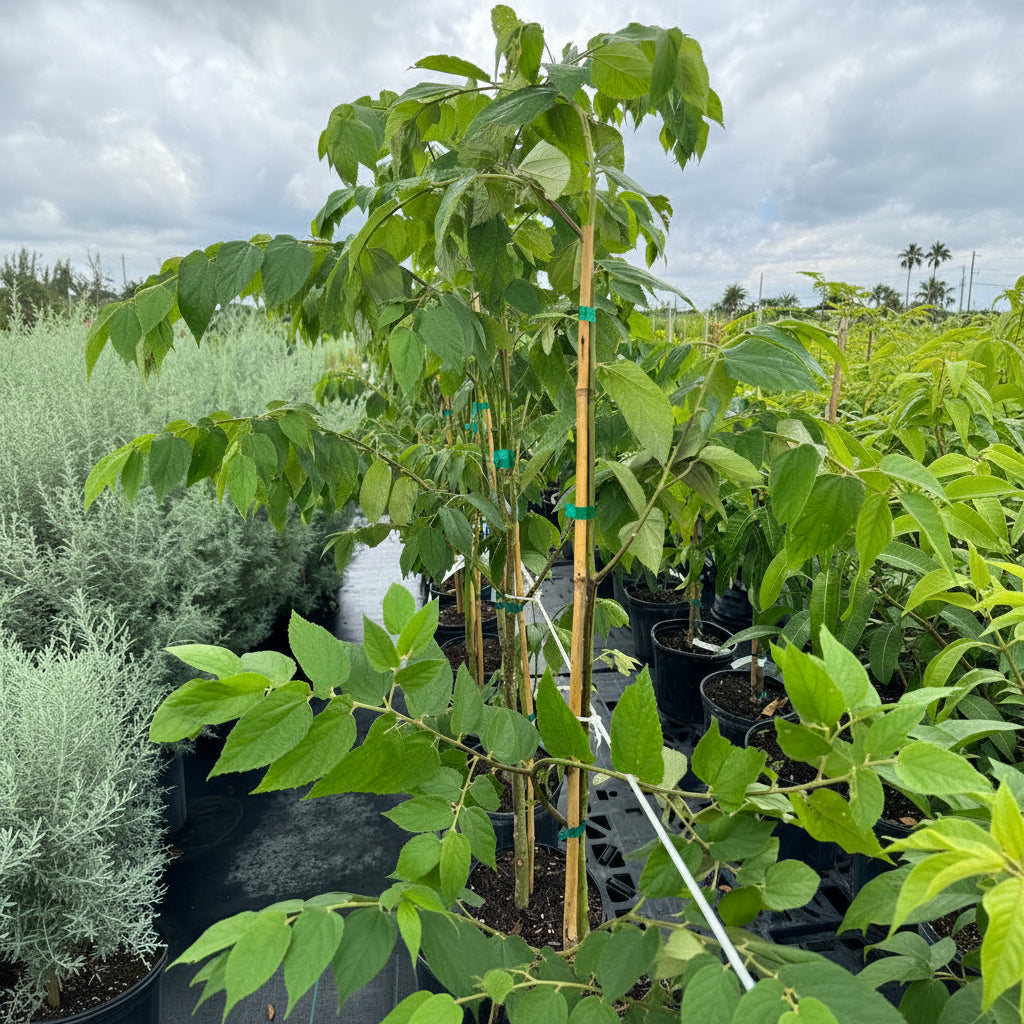 Rows of young potted trees with large, bright green leaves, supported by bamboo stakes and growing in black nursery pots