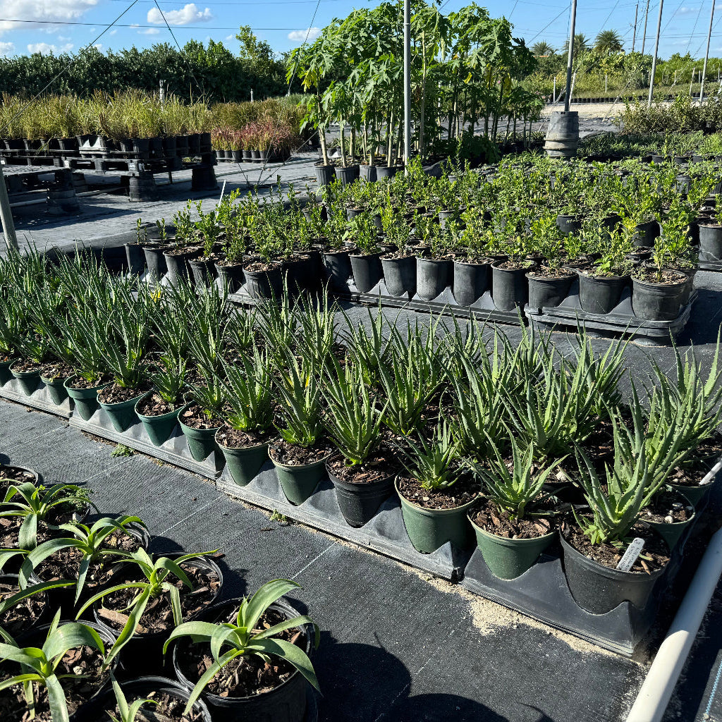 Aloe Spineless Hedgehog, X Humilis ‘ANDHOGP’ in 6in pots in tray