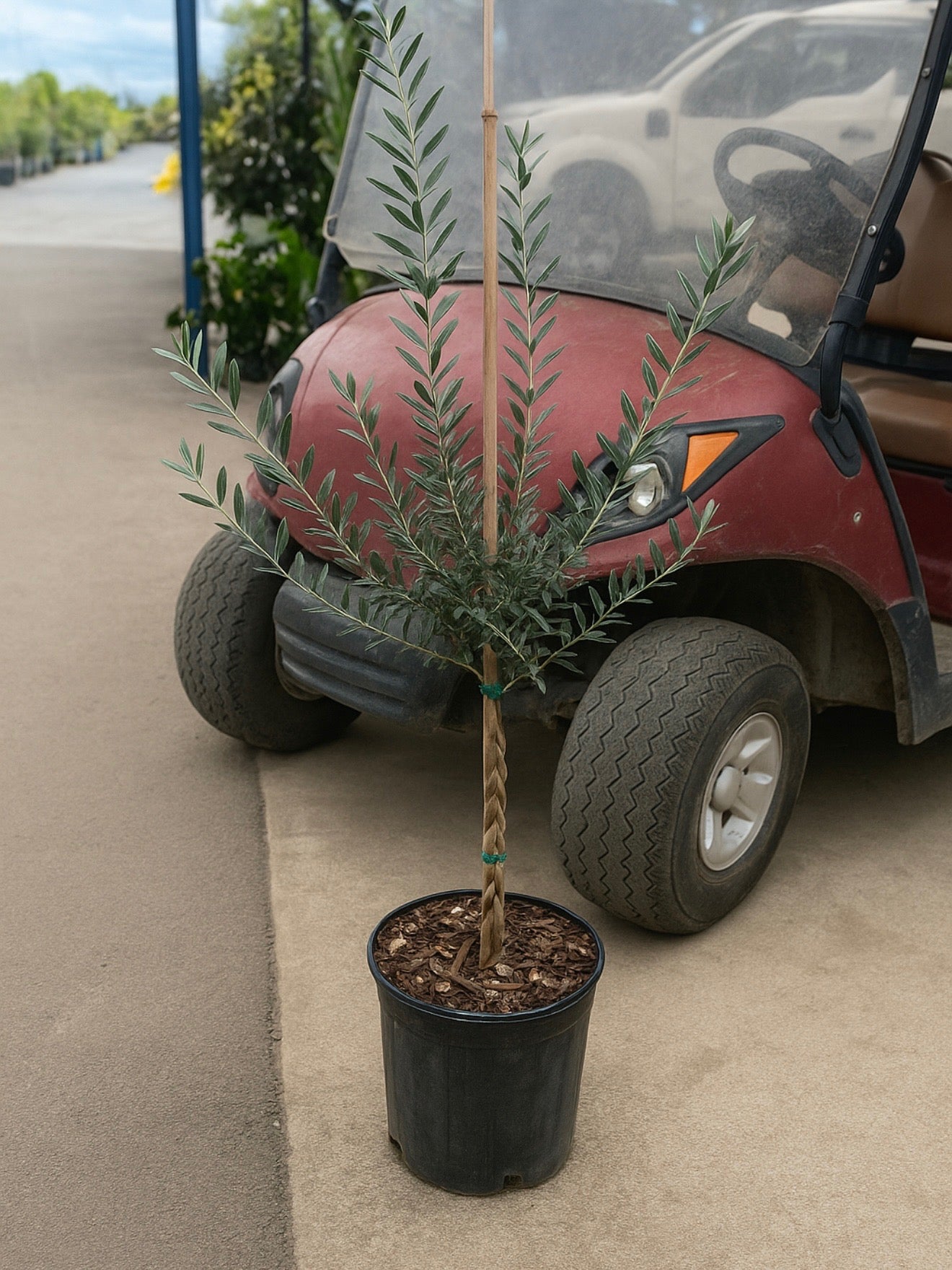 Braided Olive Tree Olea Europaea