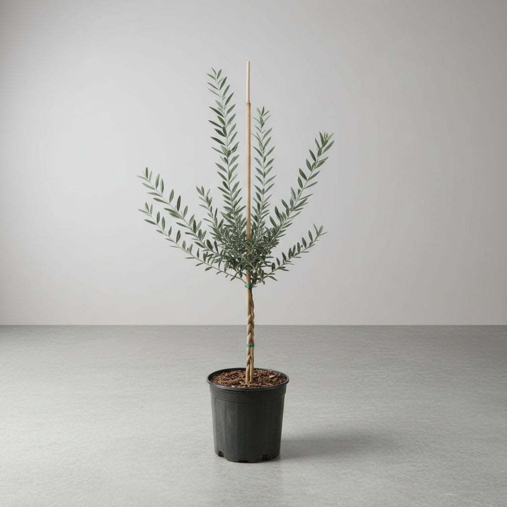Braided Olive Tree Olea Europaea Potted tree in nursery 2gal