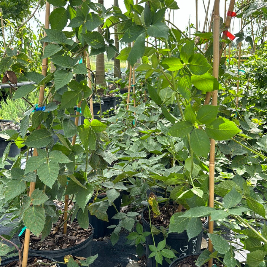 Young potted Blackberry Apache plants featuring lush green foliage, supported by bamboo stakes and growing in black nursery pots
