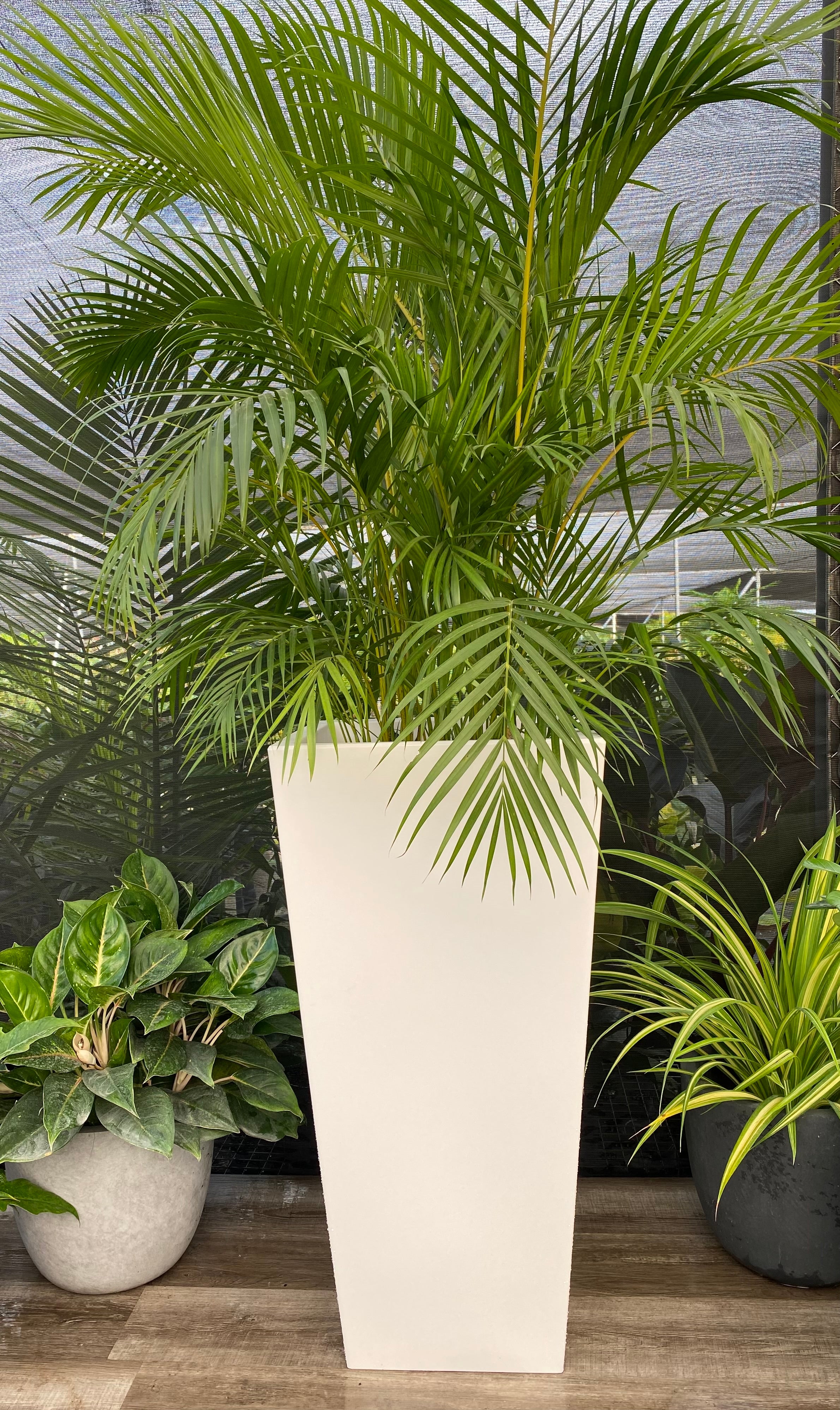 Tall Modern Planter Pot, Tapered Square Design