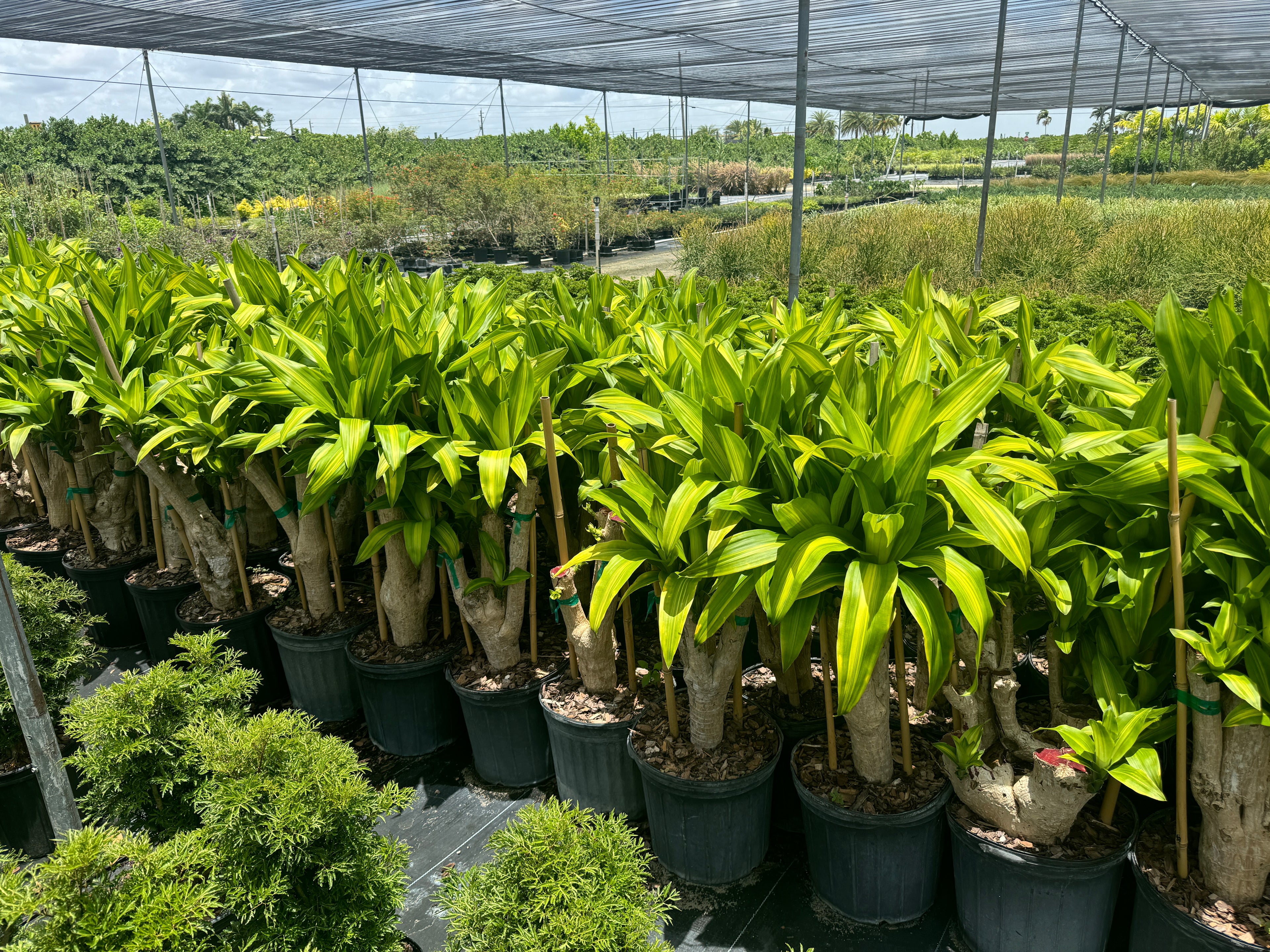 Dracaena Massangeana Mass Cane Stump Form, Corn Plant