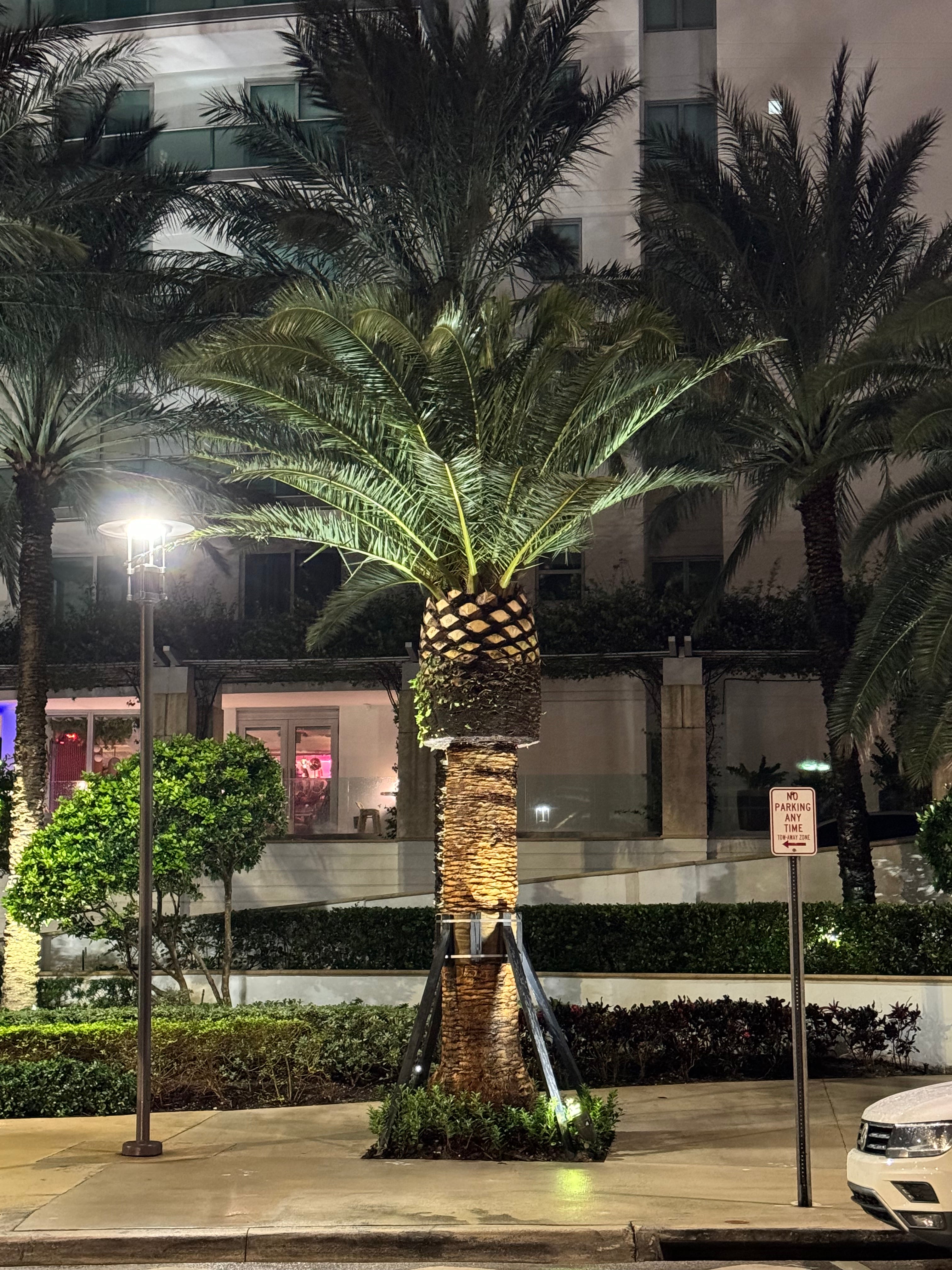Canary Island Date Palm, Phoenix Canariensis, Pineapple Palm