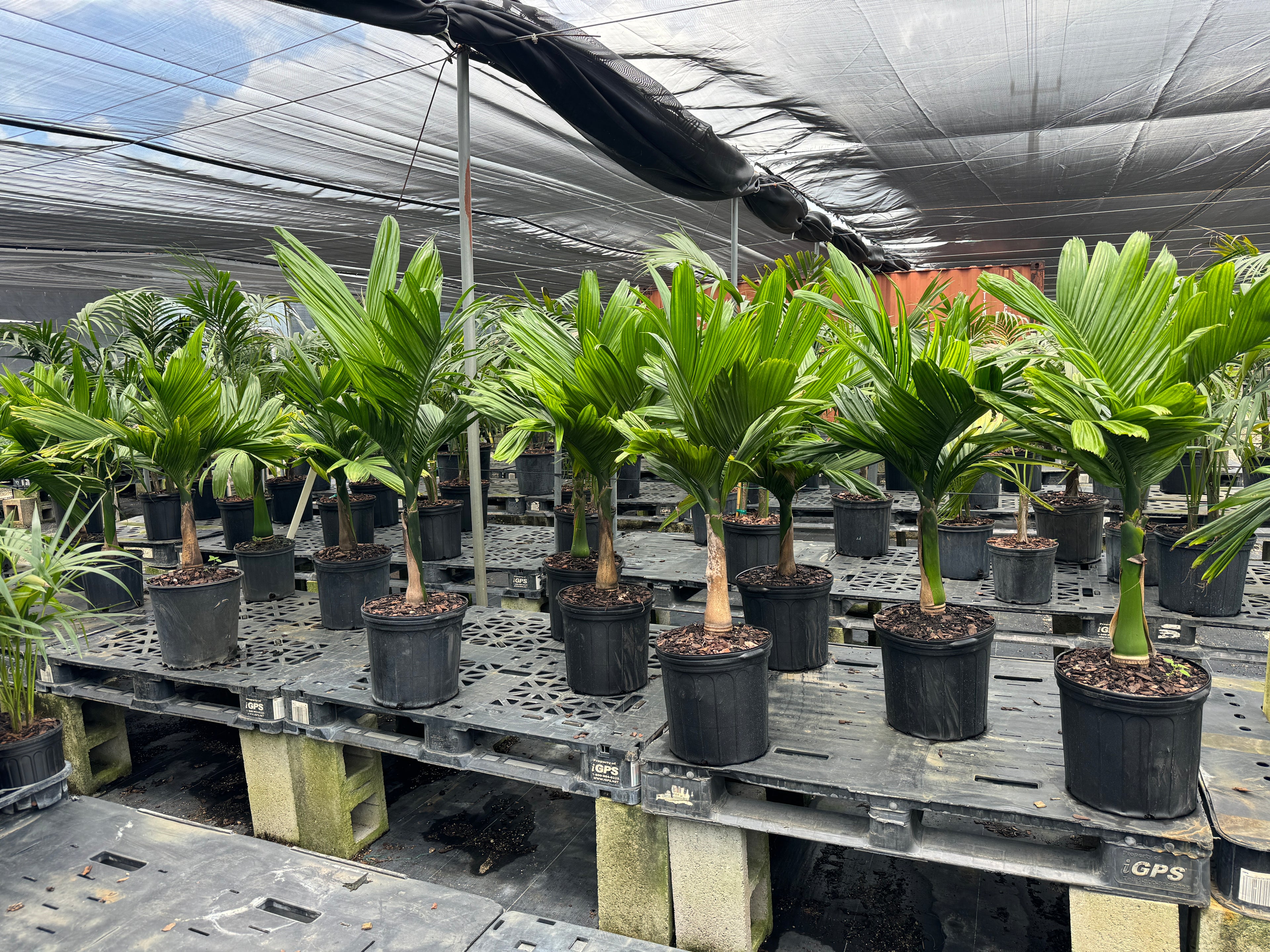 Areca Catechu &
