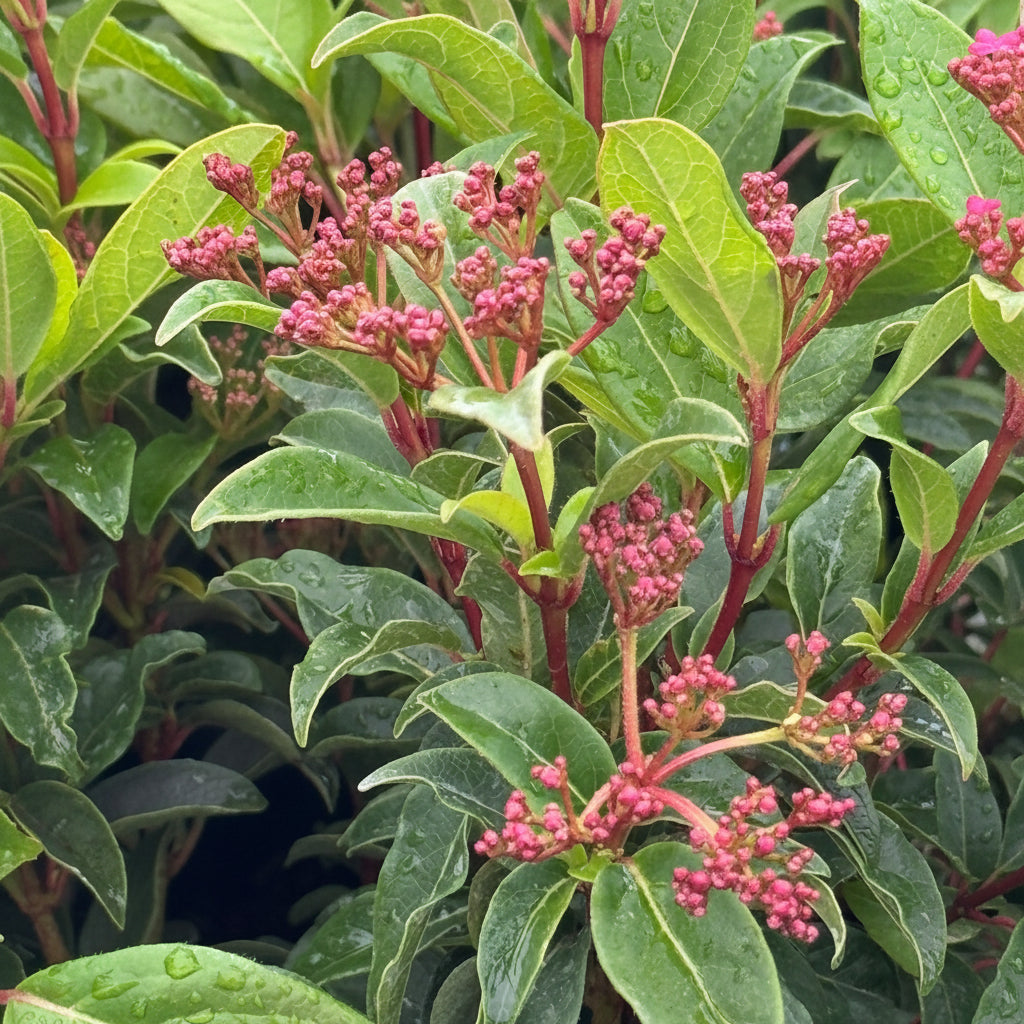 Viburnum Spring Bouquet, Flowering Shrub close up of red flowers
