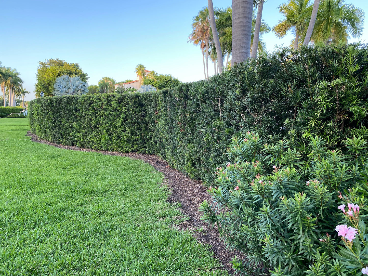 Yew Podocarpus Bush Maki, Japanese Yew