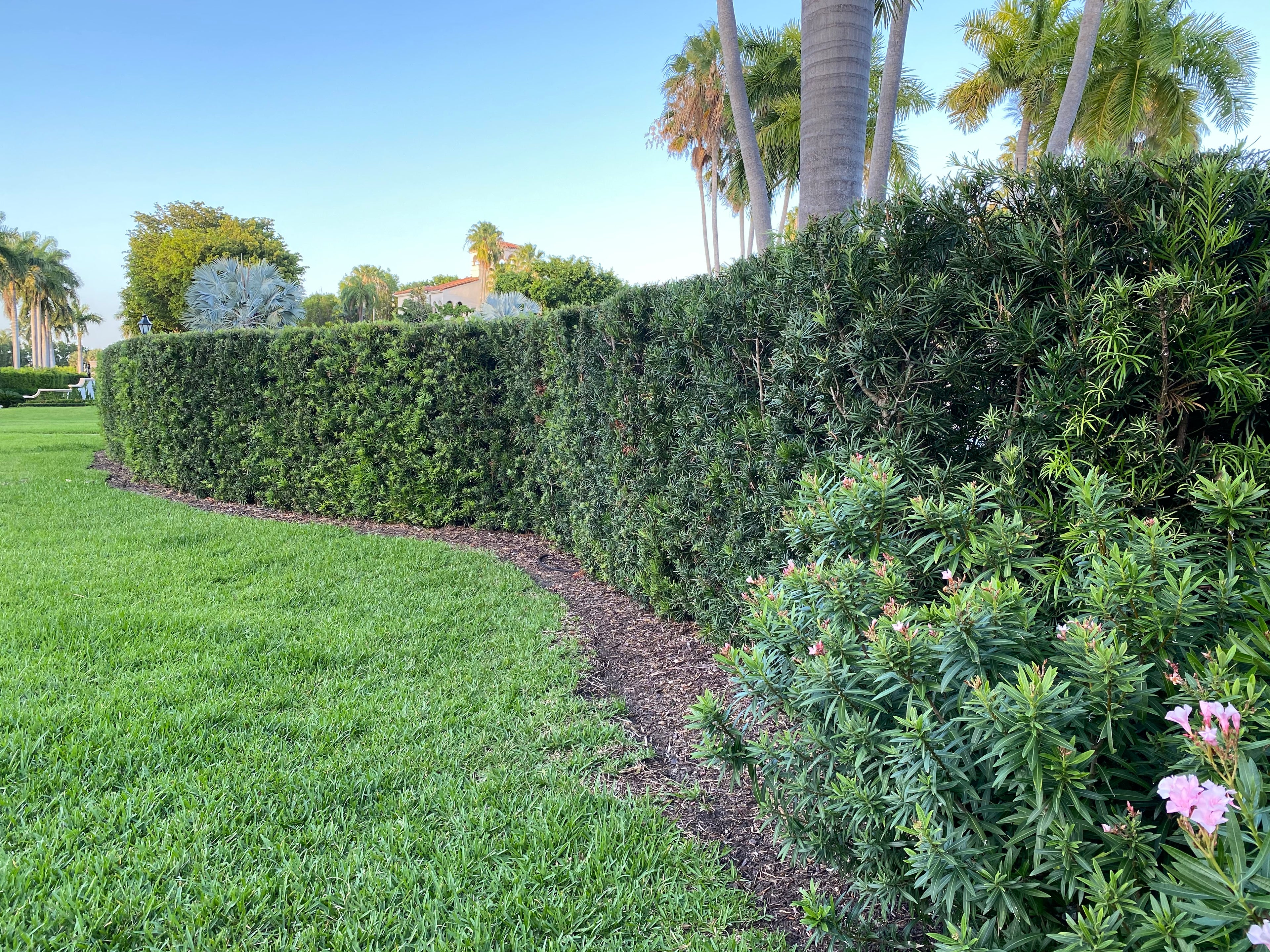 Yew Podocarpus Bush Maki, Japanese Yew
