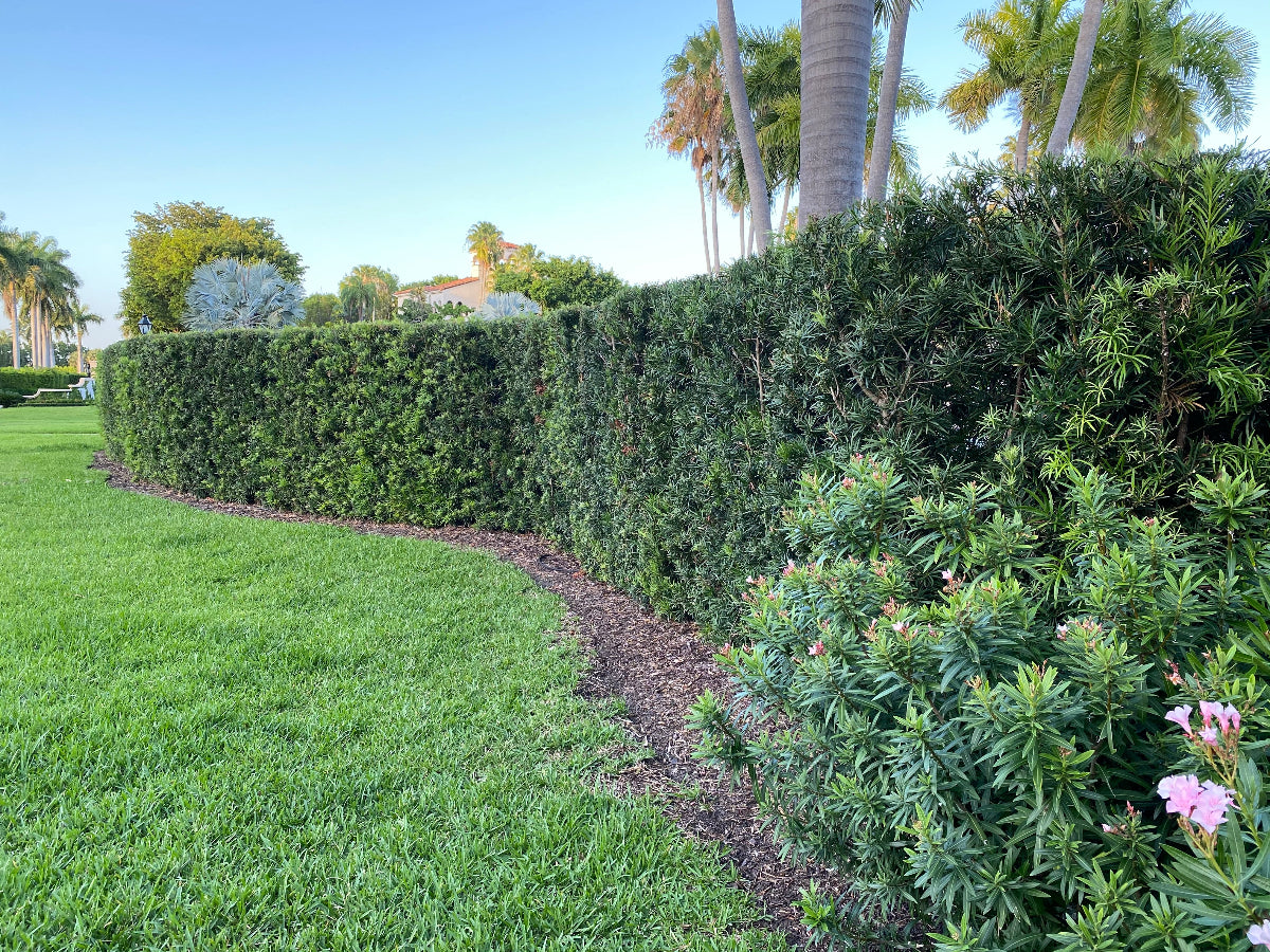 A scenic landscape view featuring a dense, continuous hedge of Yew Podocarpus Bush Maki with dark green foliage