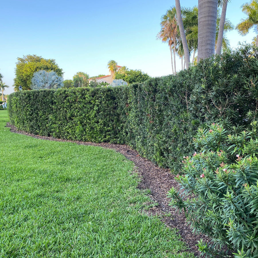 A scenic landscape view featuring a dense, continuous hedge of Yew Podocarpus Bush Maki with dark green foliage