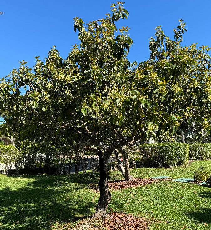 Avocado tree