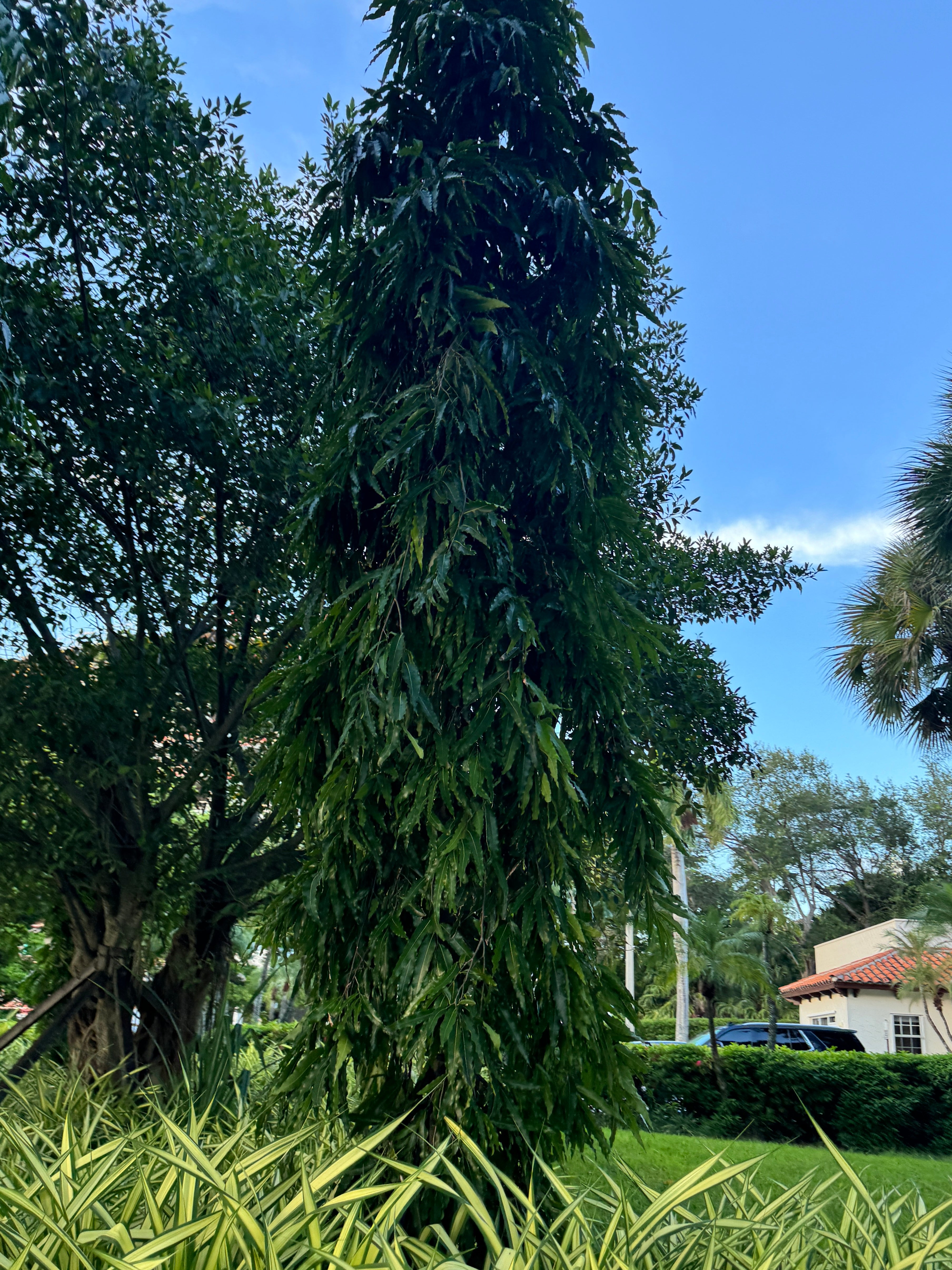 bonsai ashoka tree Mast Tree, Sorrowless Tree Form, Polyalthia longifolia pendula