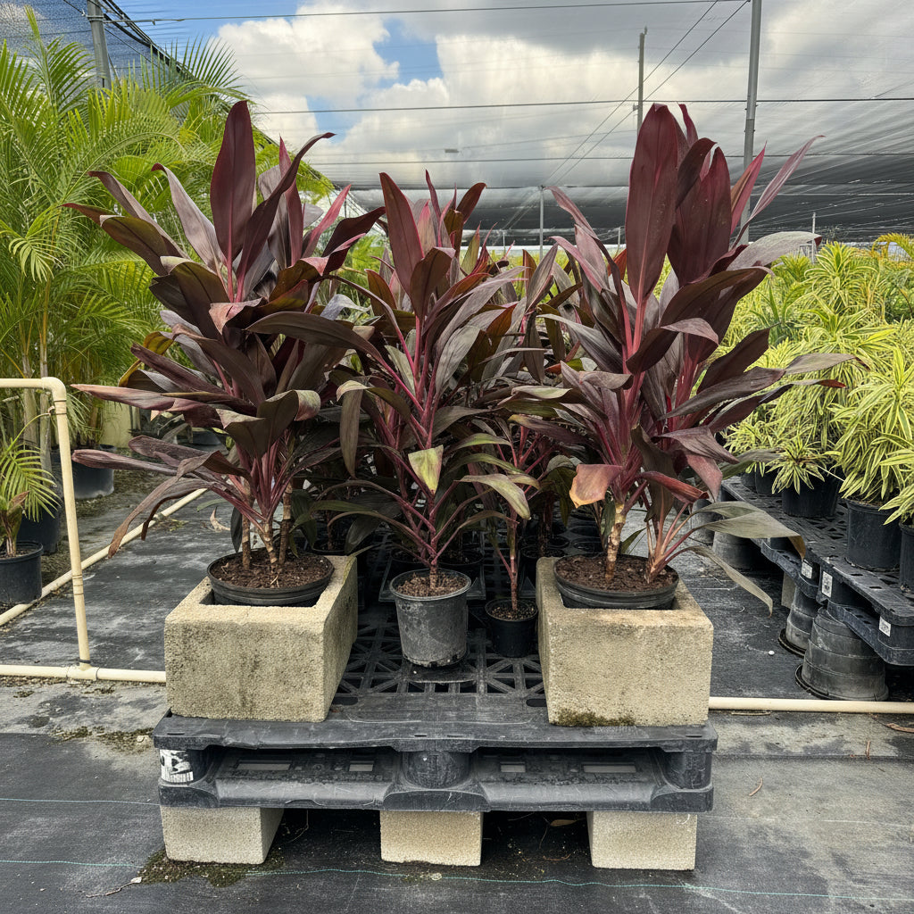 Cordyline Red Sensation, Good Luck Plant in a 2gal pot
