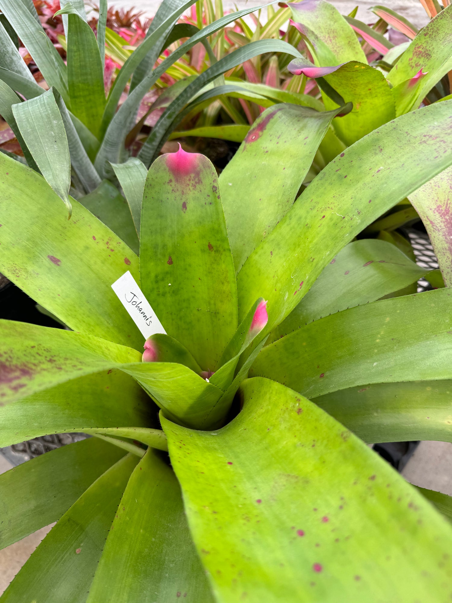Bromeliad, Neoregelia Johannis