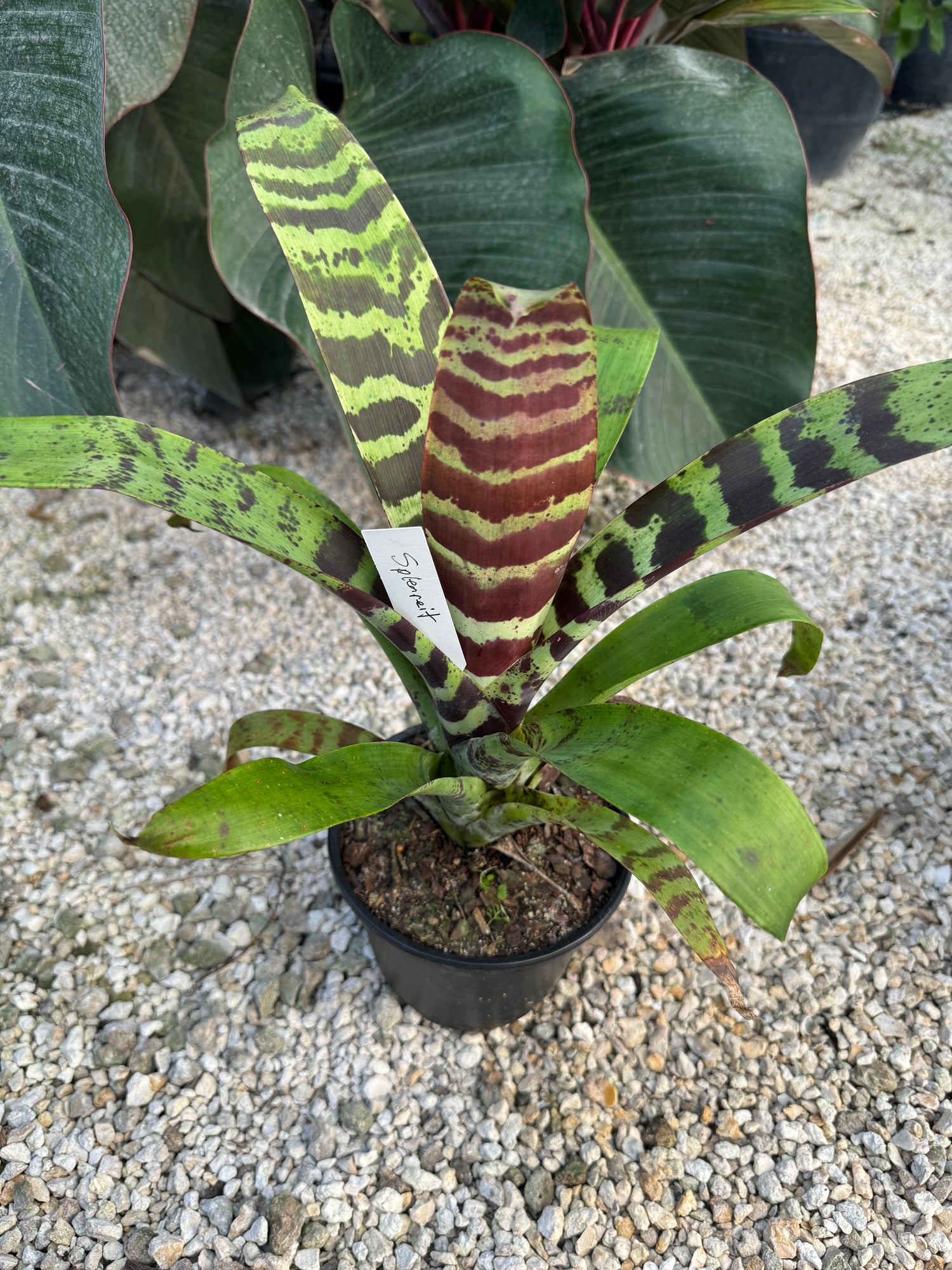 Bromeliad,  Vriesea Splenriet