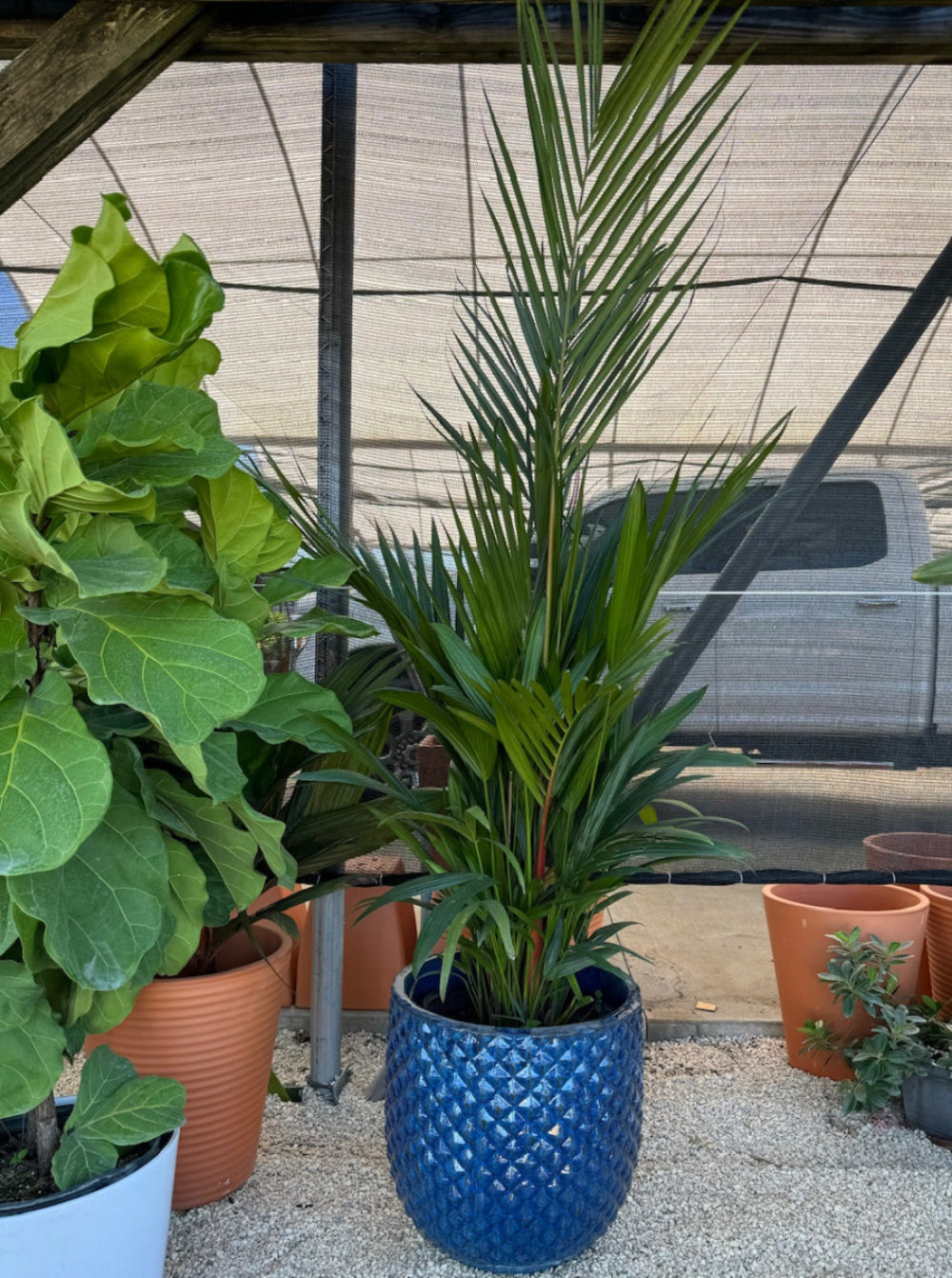 Lipstick Palm Red Sealing Wax Palm, Cyrtostachys Renda in a blue decorative container with its signature red crown shaft and lush green upright fronds, ideal for bringing a lush tropical feel to sunlit rooms or patios.