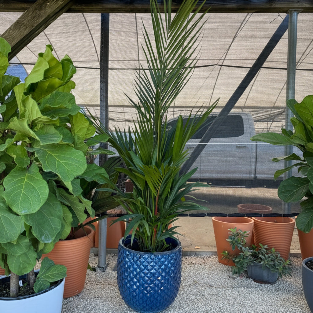 Lipstick Palm Red Sealing Wax Palm, Cyrtostachys Renda in a blue decorative container with its signature red crown shaft and lush green upright fronds, ideal for bringing a lush tropical feel to sunlit rooms or patios.