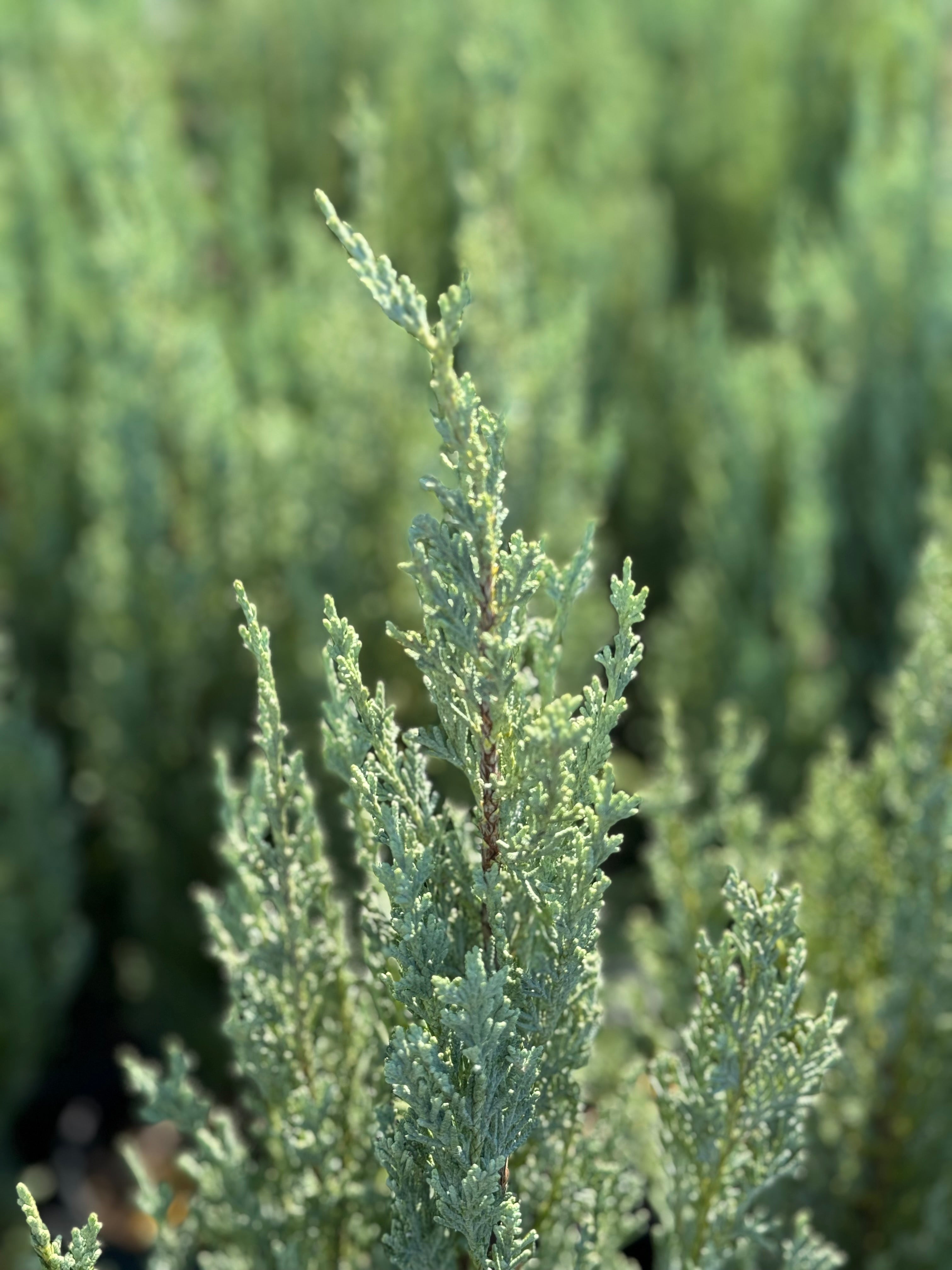 Moonglow, Rocky Mountain Juniper, Juniperus scopulorum