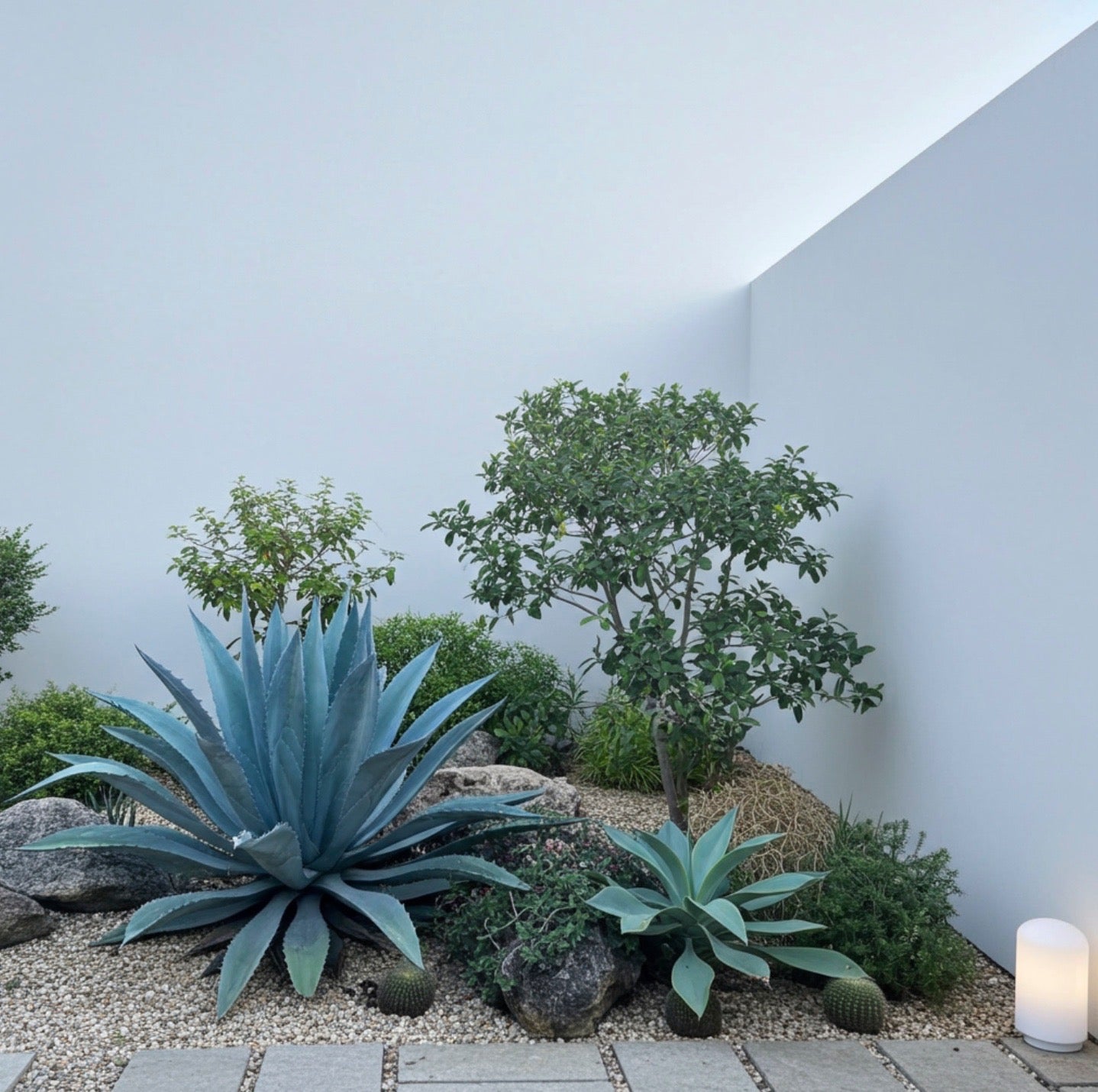 Agave American Blue Century Plant, Agave Americana