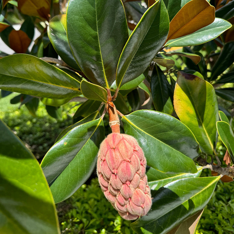 A close-up view of a Magnolia tree branch featuring thick, glossy dark green leaves