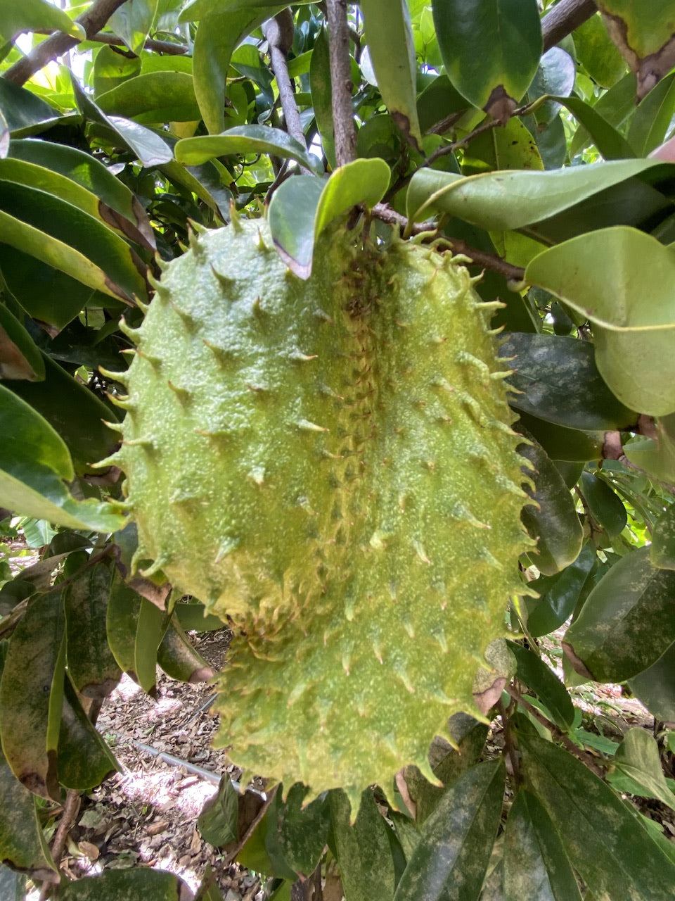 Soursop Guanabana Fruit Tree, Annona Muricata