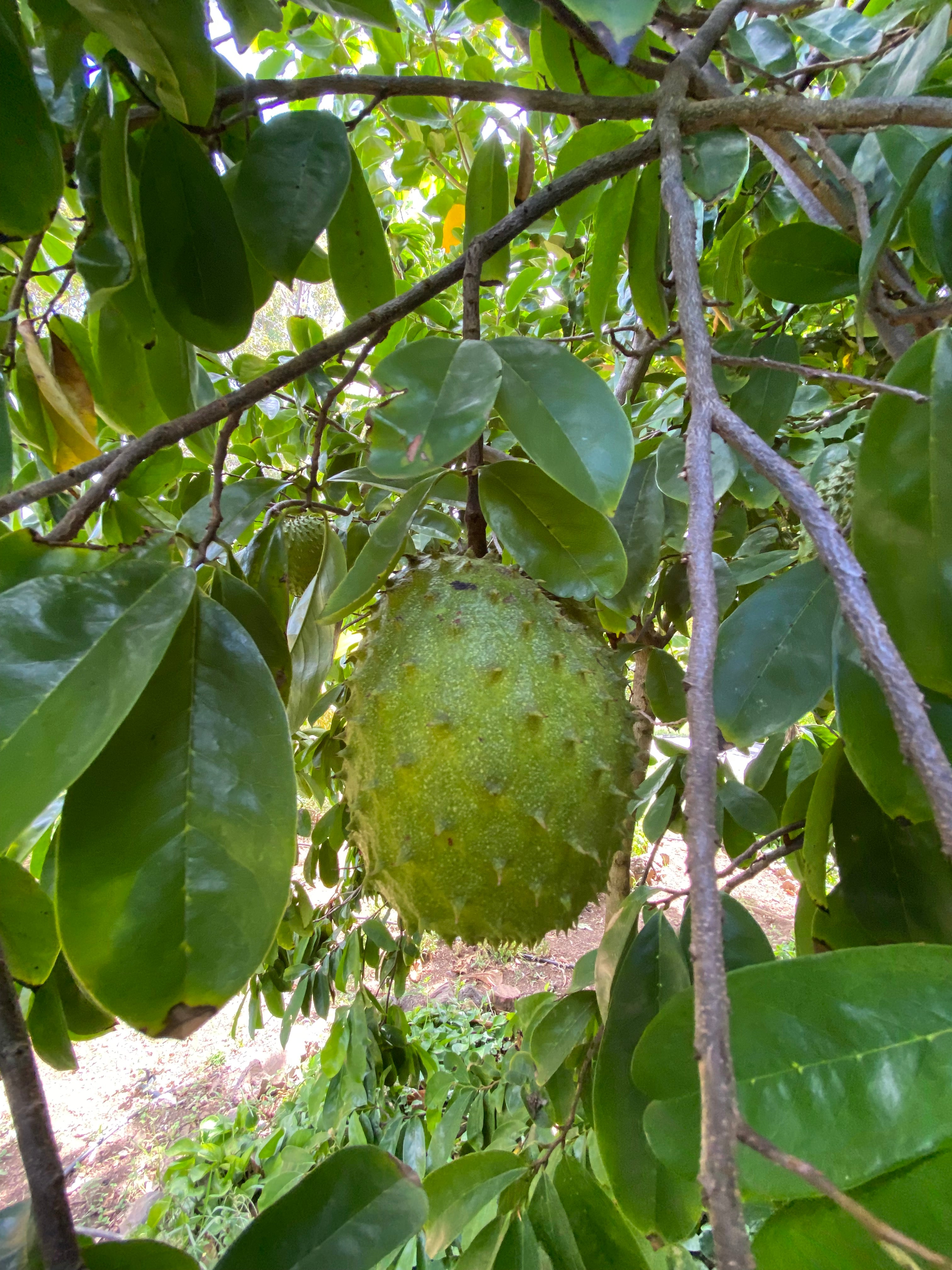 Soursop Guanabana Fruit Tree, Annona Muricata