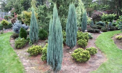 Blue Arrow Rocky Mountain Juniper