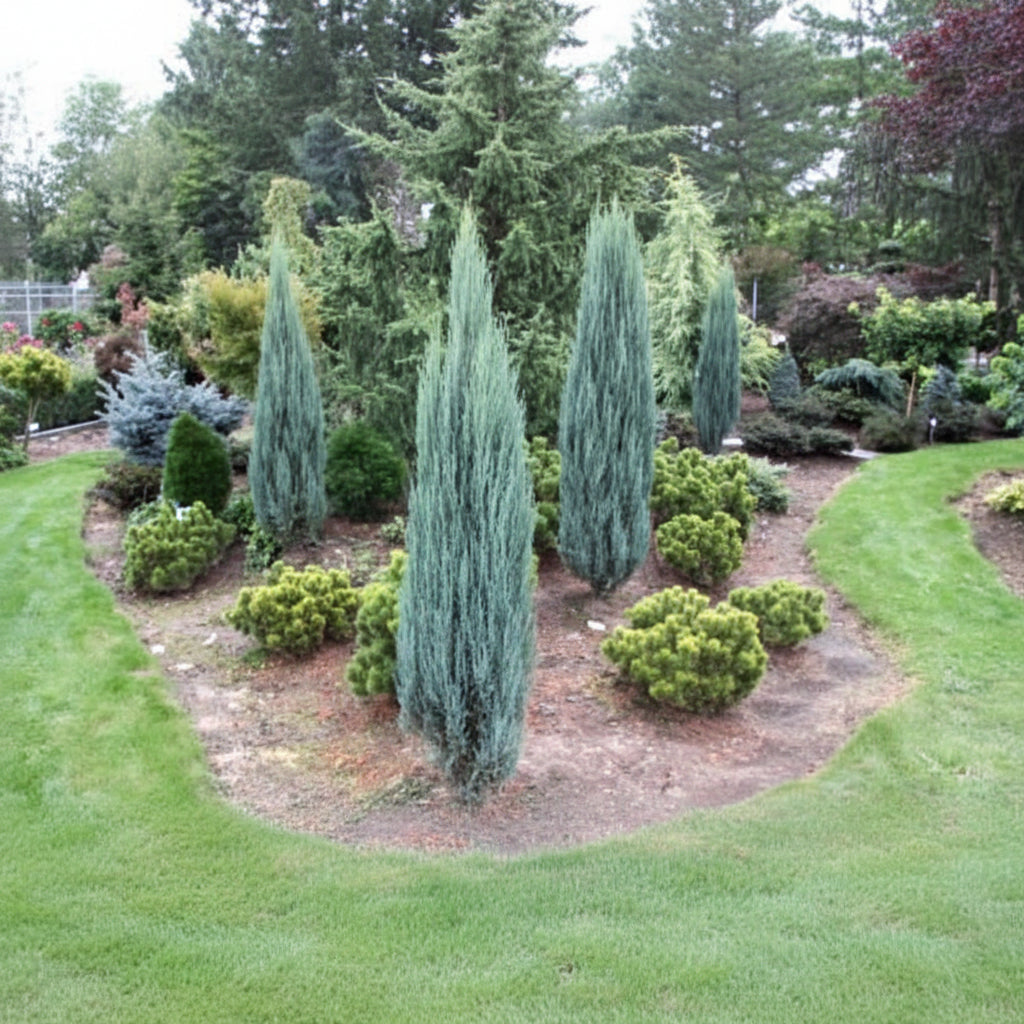 Blue Arrow Rocky Mountain Juniper Garden with various trees and shrubs on a sunny day