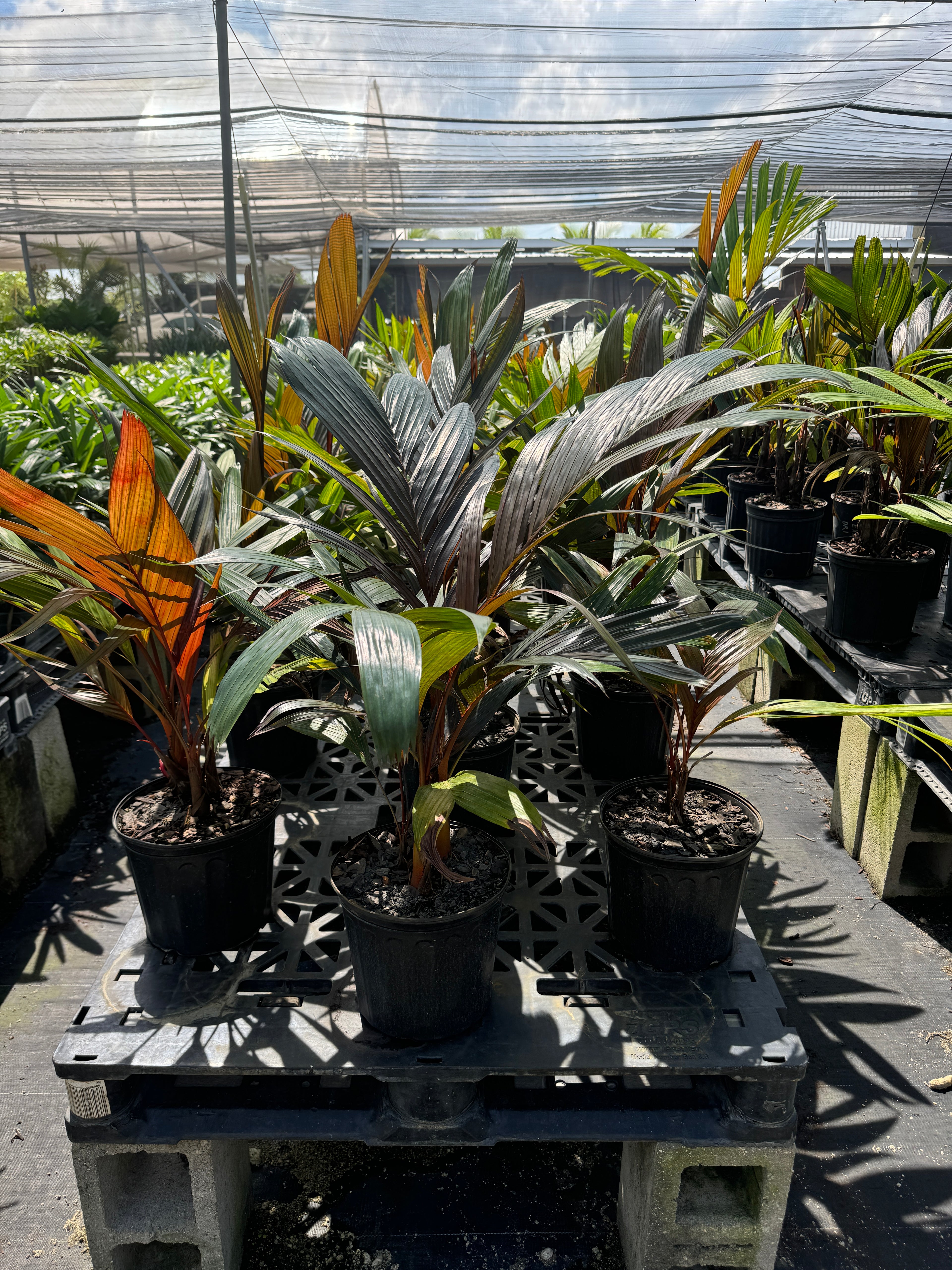 Areca Vestiaria, Red Crownshaft Palm, Rare and Exotic