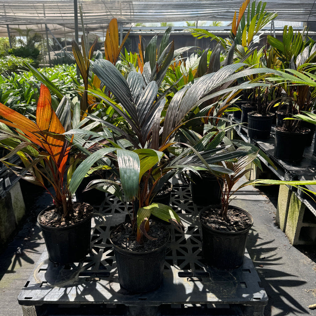 Areca Vestiaria, Red Crownshaft Palms featuring striking bright red and orange stems with lush green fronds in 2 gallon black nursery pots