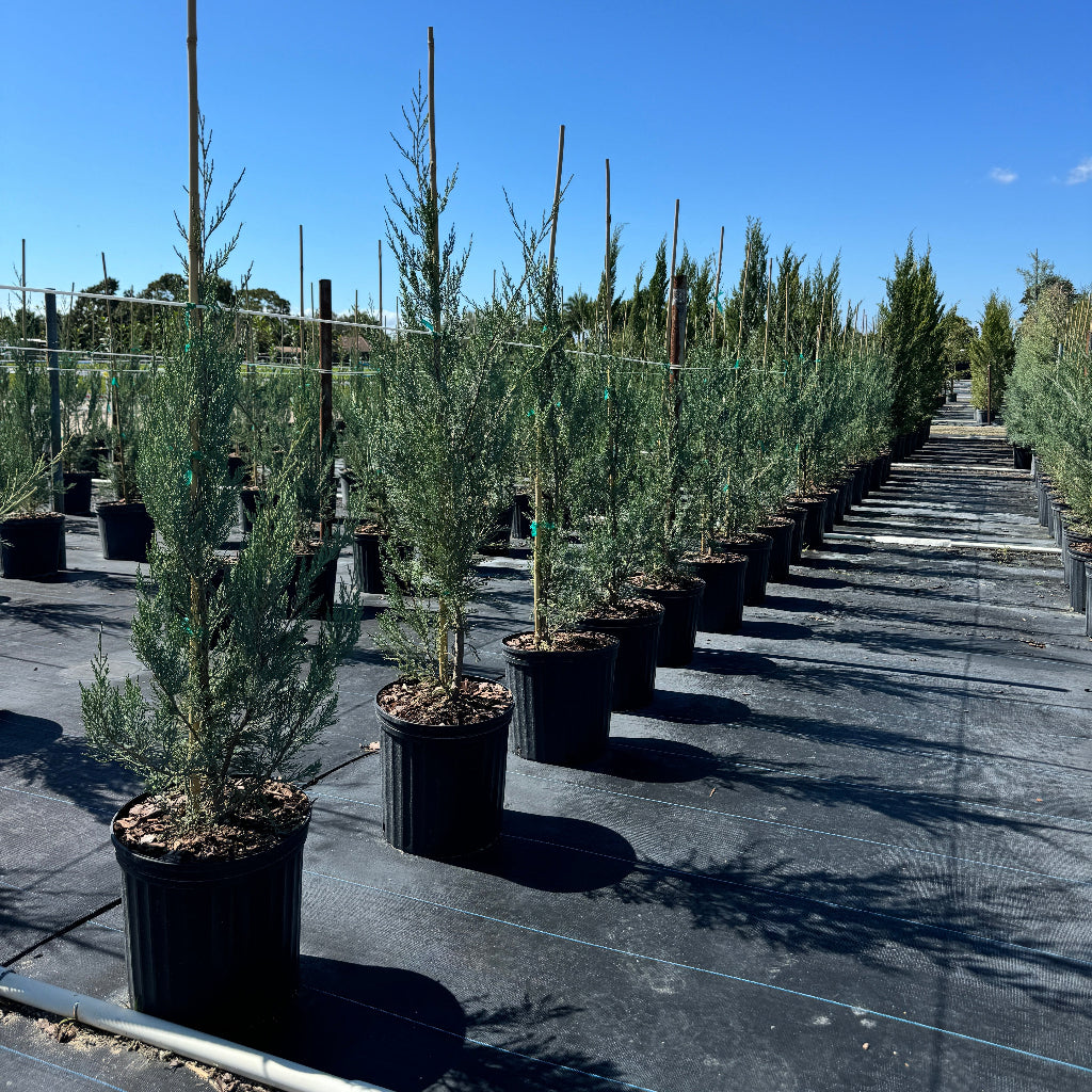 Burkii Juniper, Eastern Red Cedar in a 5gal in rows outdoors