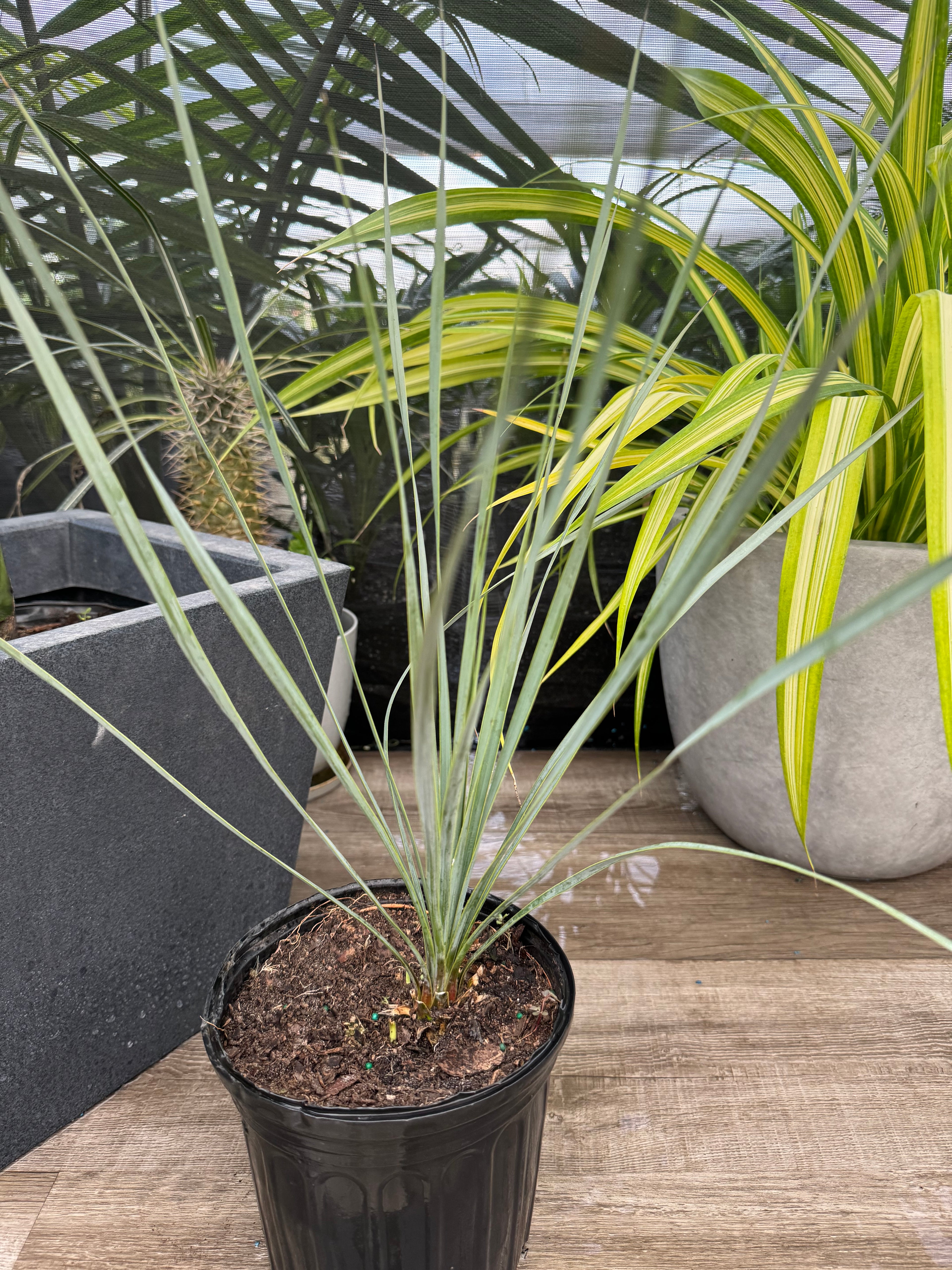 Yucca Rostrata Beaked Yucca