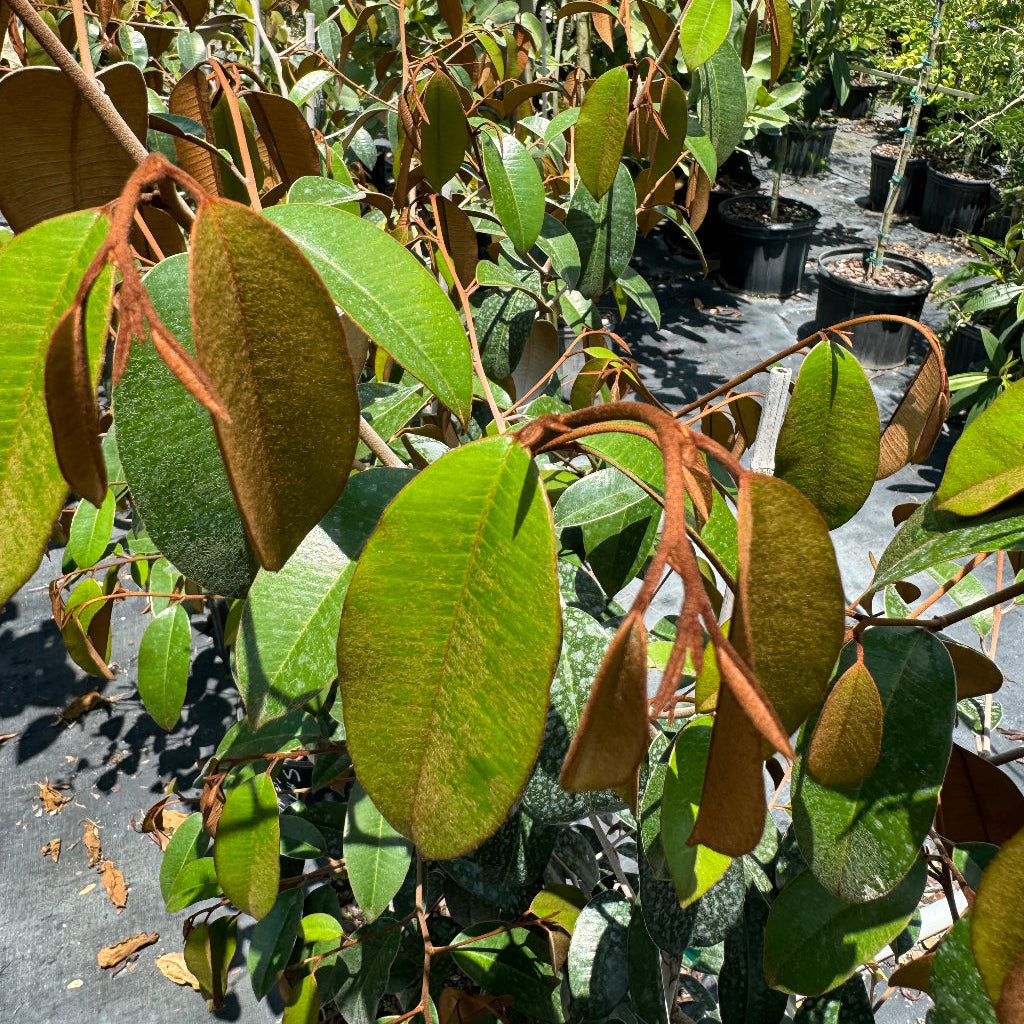 Close-up of satin leaf tree leaves with a blurred background