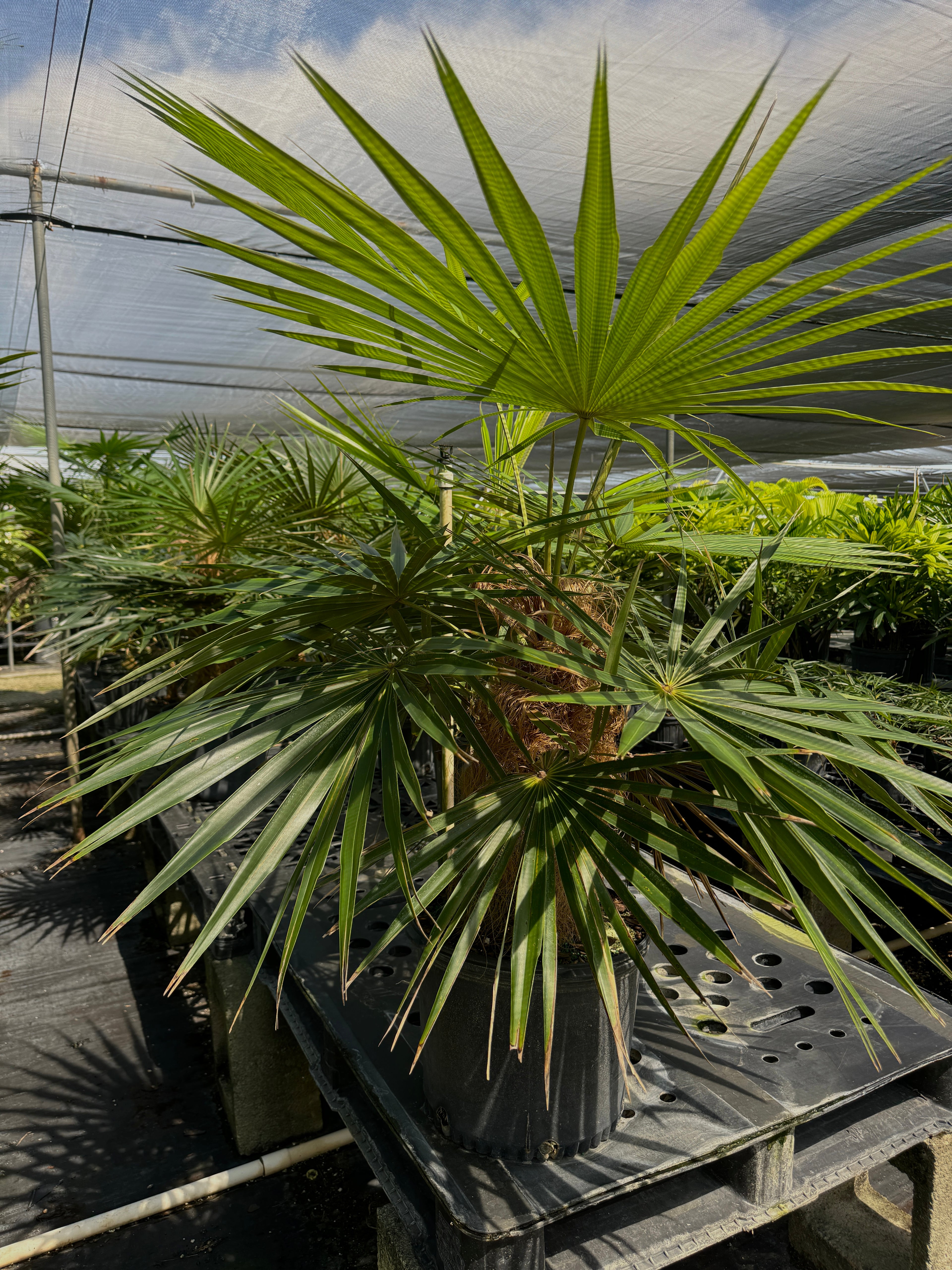 Old Man Palm, Rare and Exotic Palma Petate