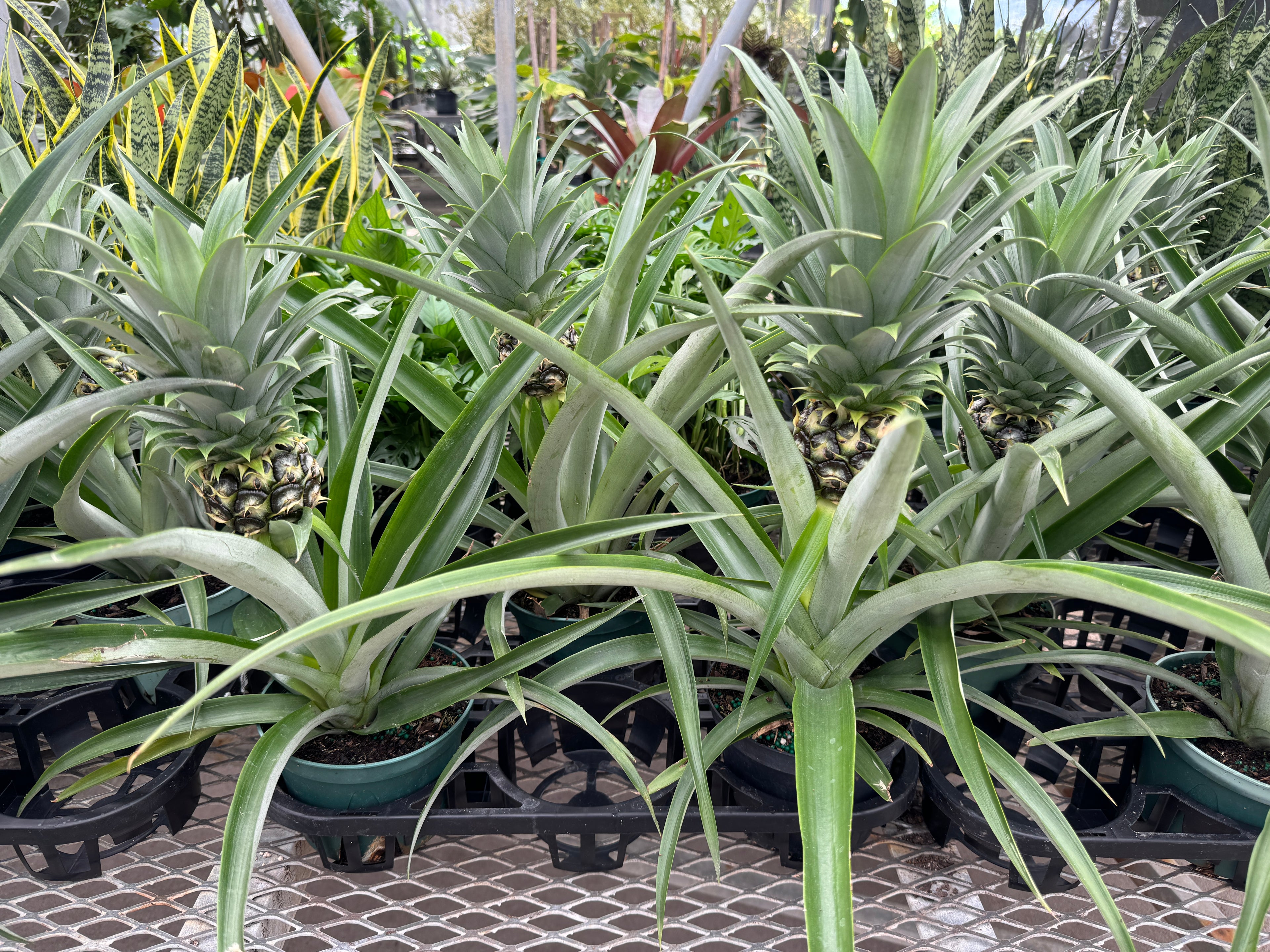Bromeliad Pineapple Fruit Tree, Ananas Comosus