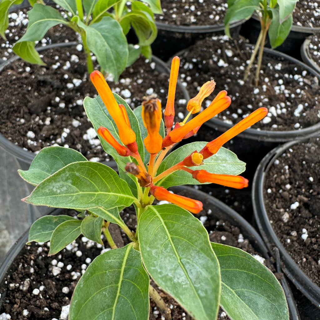FireBush Hamelia patens &