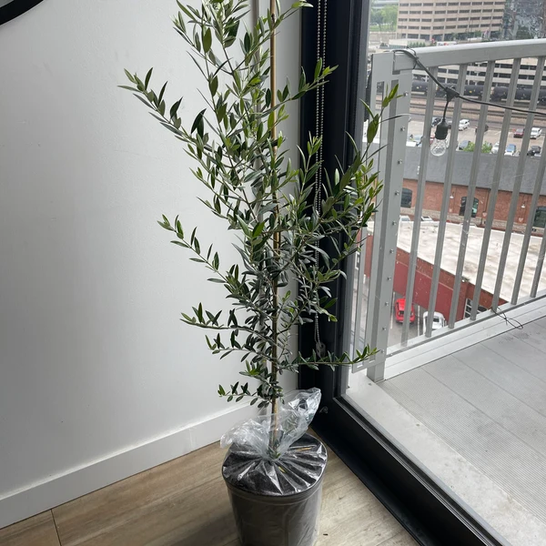 Arbequina Olive Tree Olea Europaea