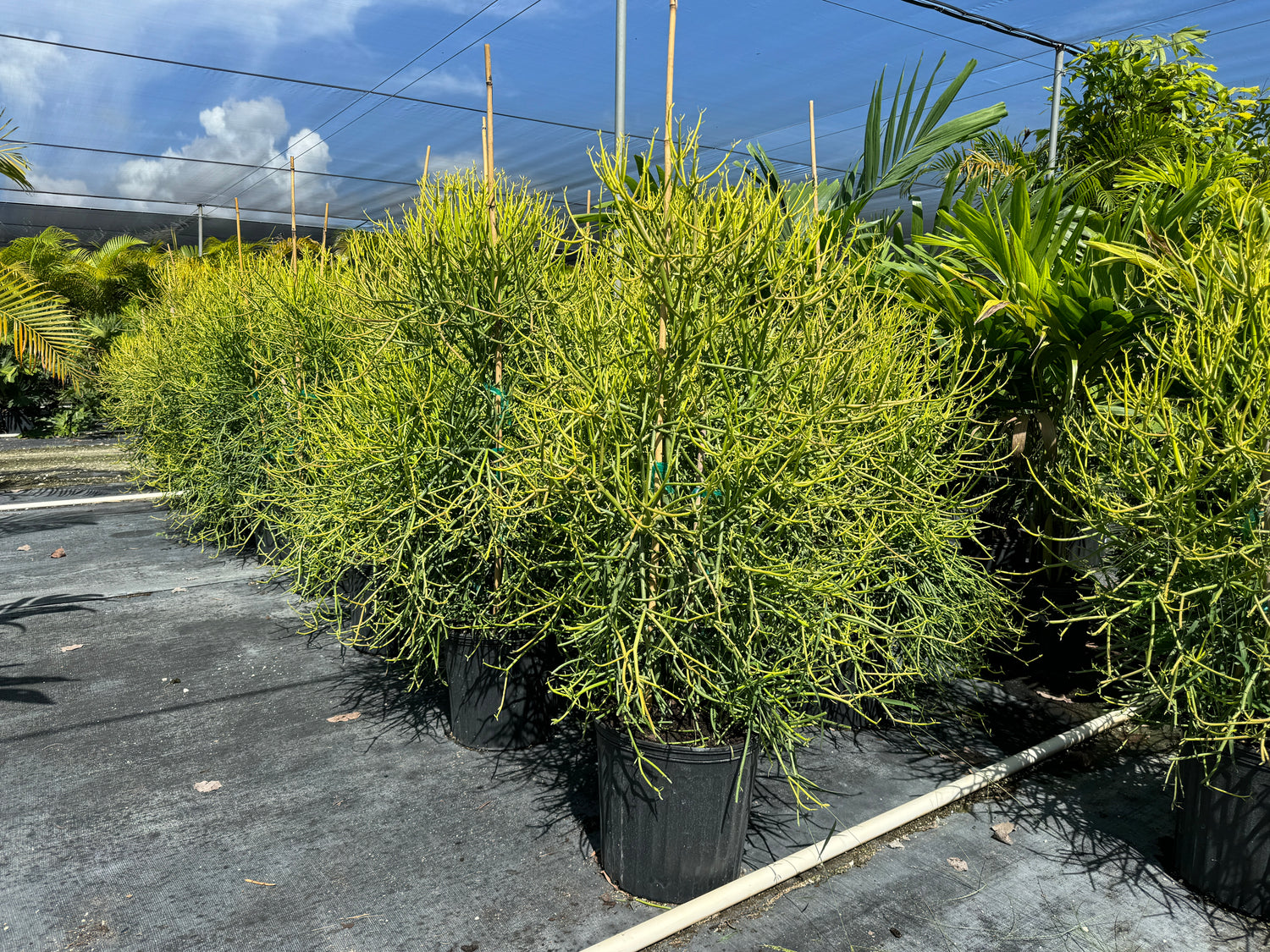 Euphorbia Pencil Tree Cactus, Milk Bush, Sticks of Fire